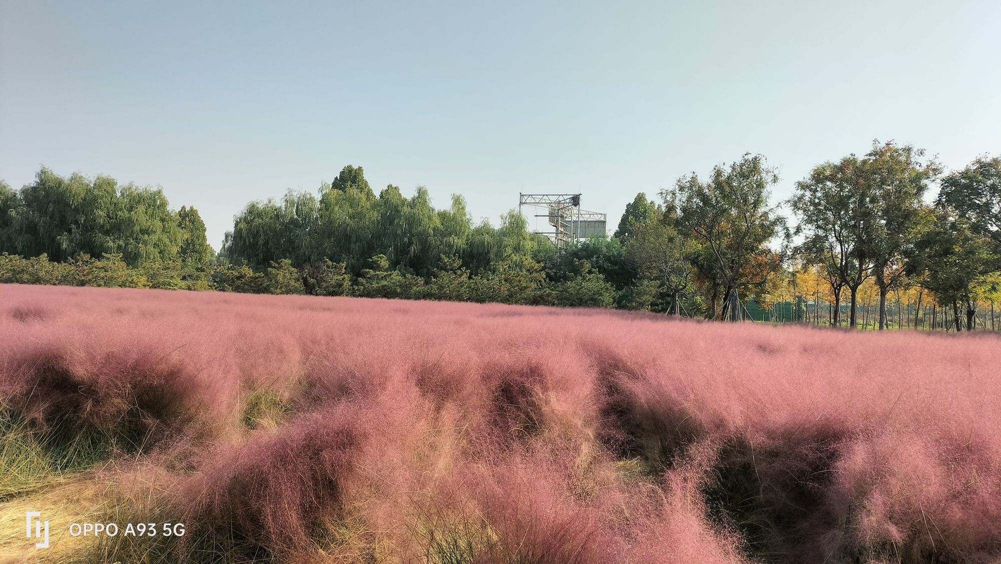 容城县花海公园旅行图片 2