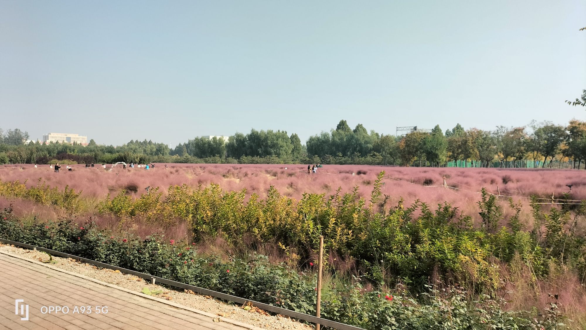 容城县花海公园旅行图片 3