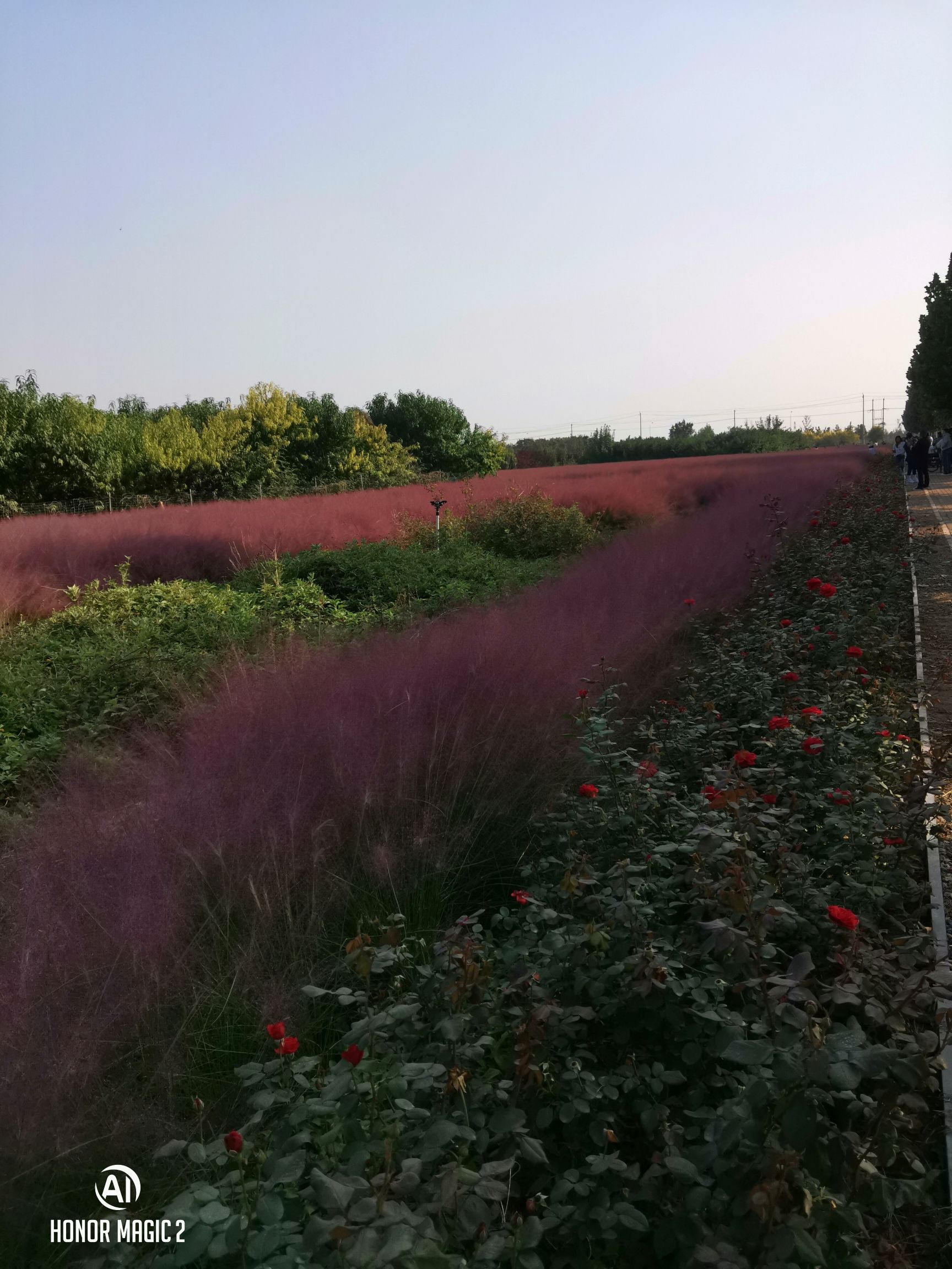 容城县花海公园旅行图片 2