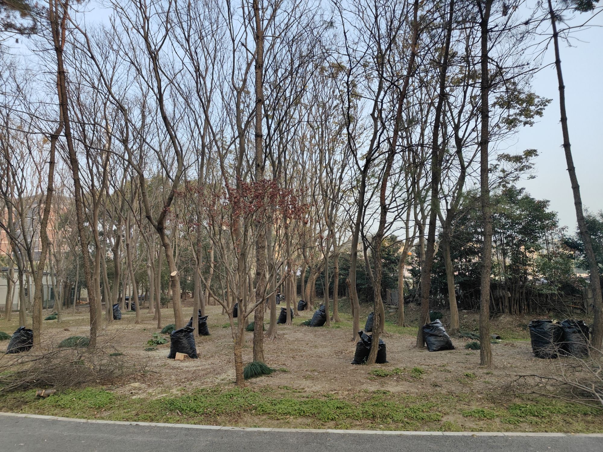 唐镇公园旅行图片 1