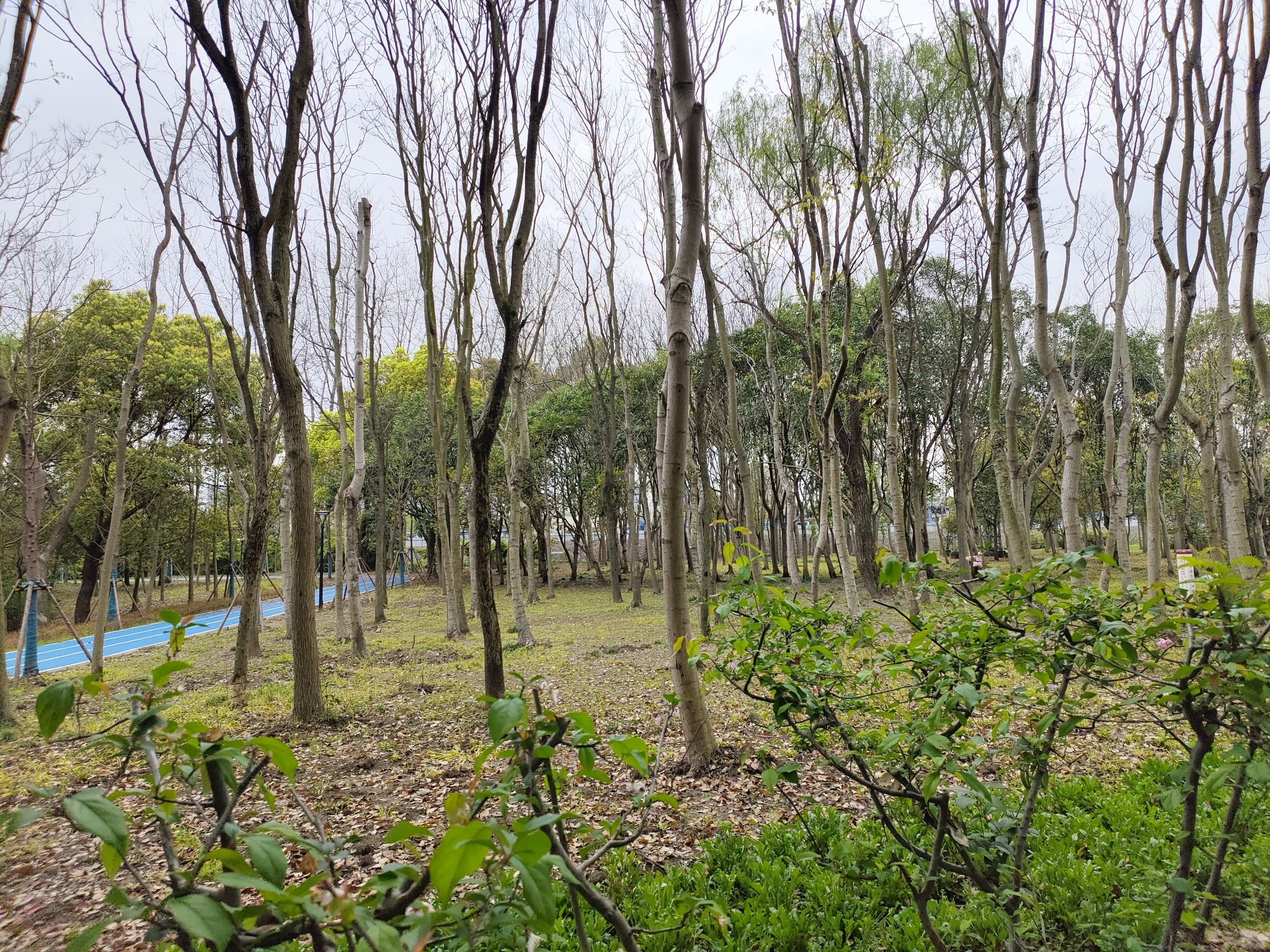 唐镇公园旅行图片 3