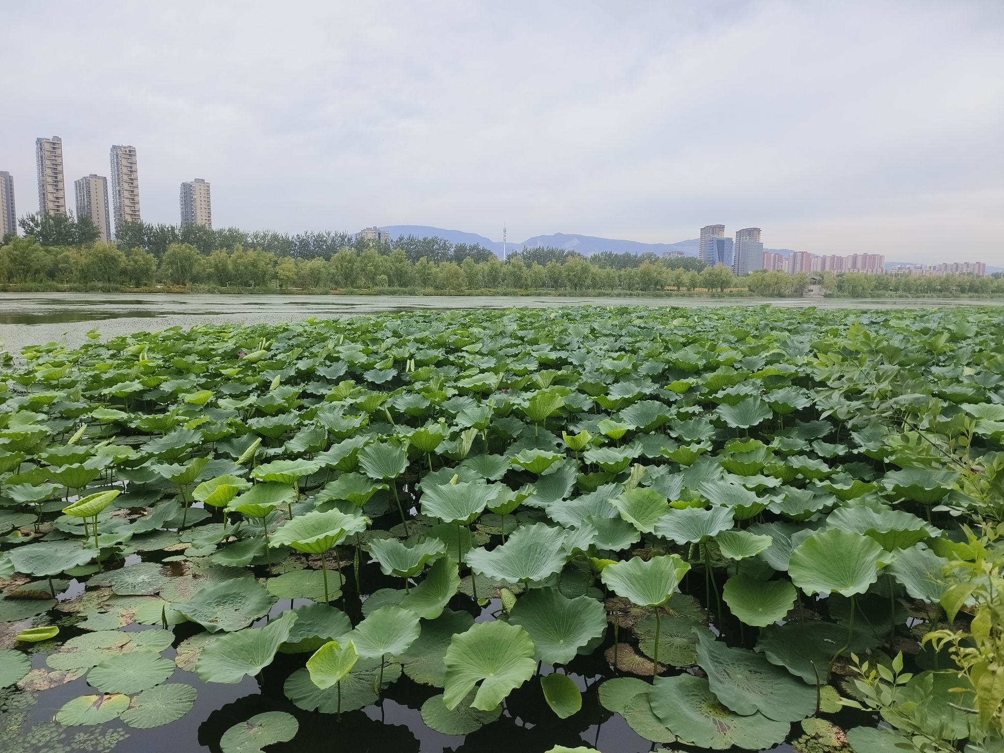 汾河公园-滨河文化生态景区