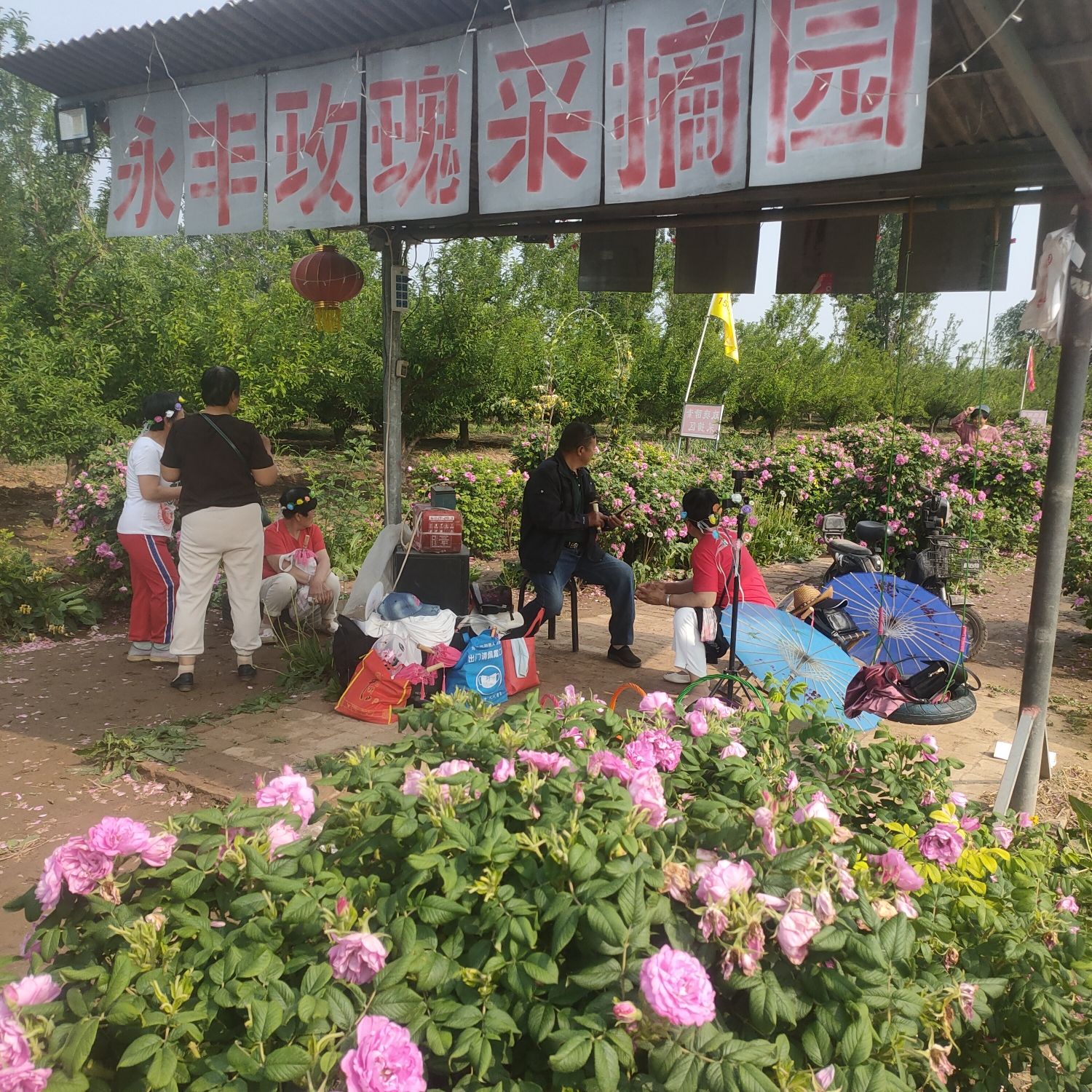 晋州市永丰玫瑰园旅行图片 1