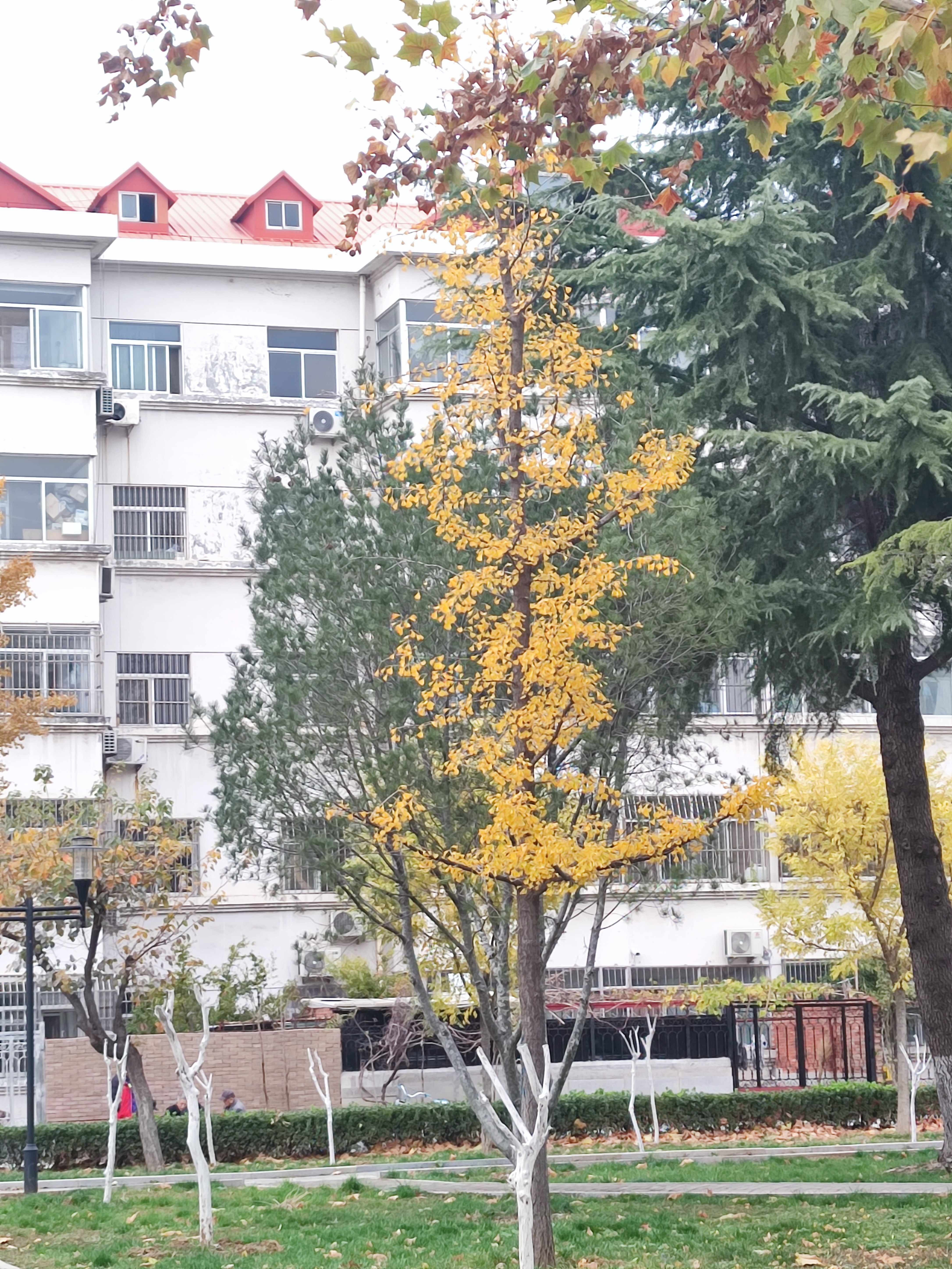 东平县平湖广场