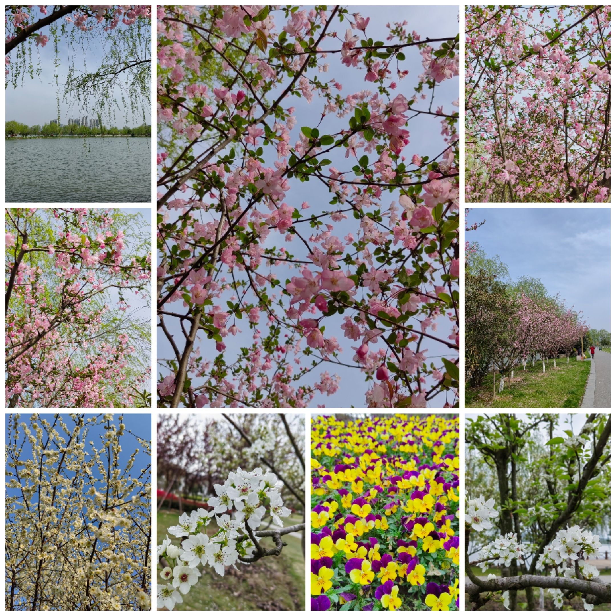 芙蓉湖公园旅行图片 2