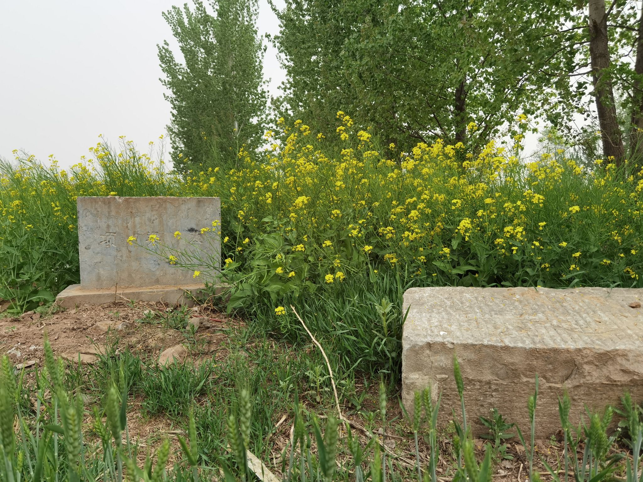 项梁墓旅行图片 3