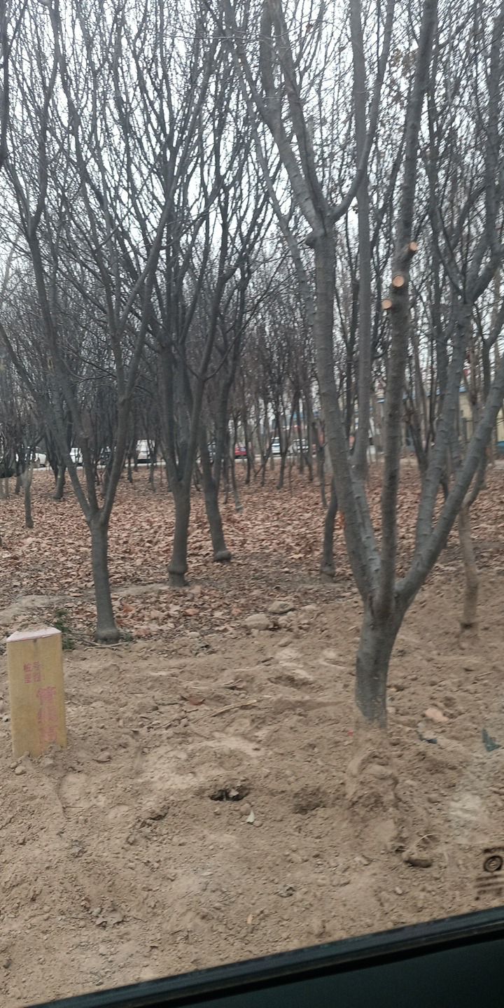 项梁墓旅行图片 1