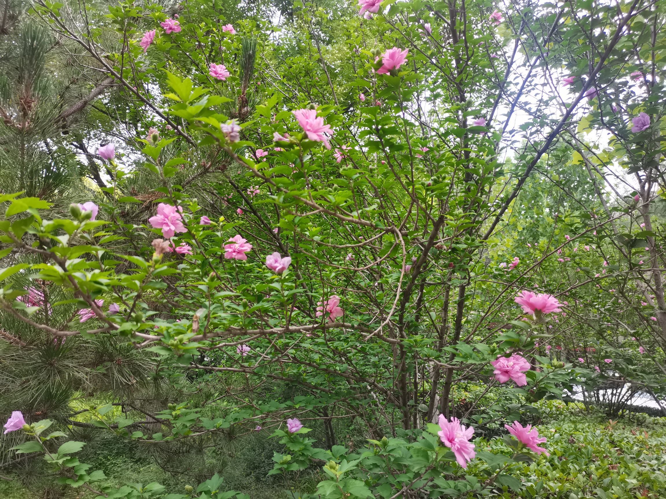 瑞竹园旅行图片 3
