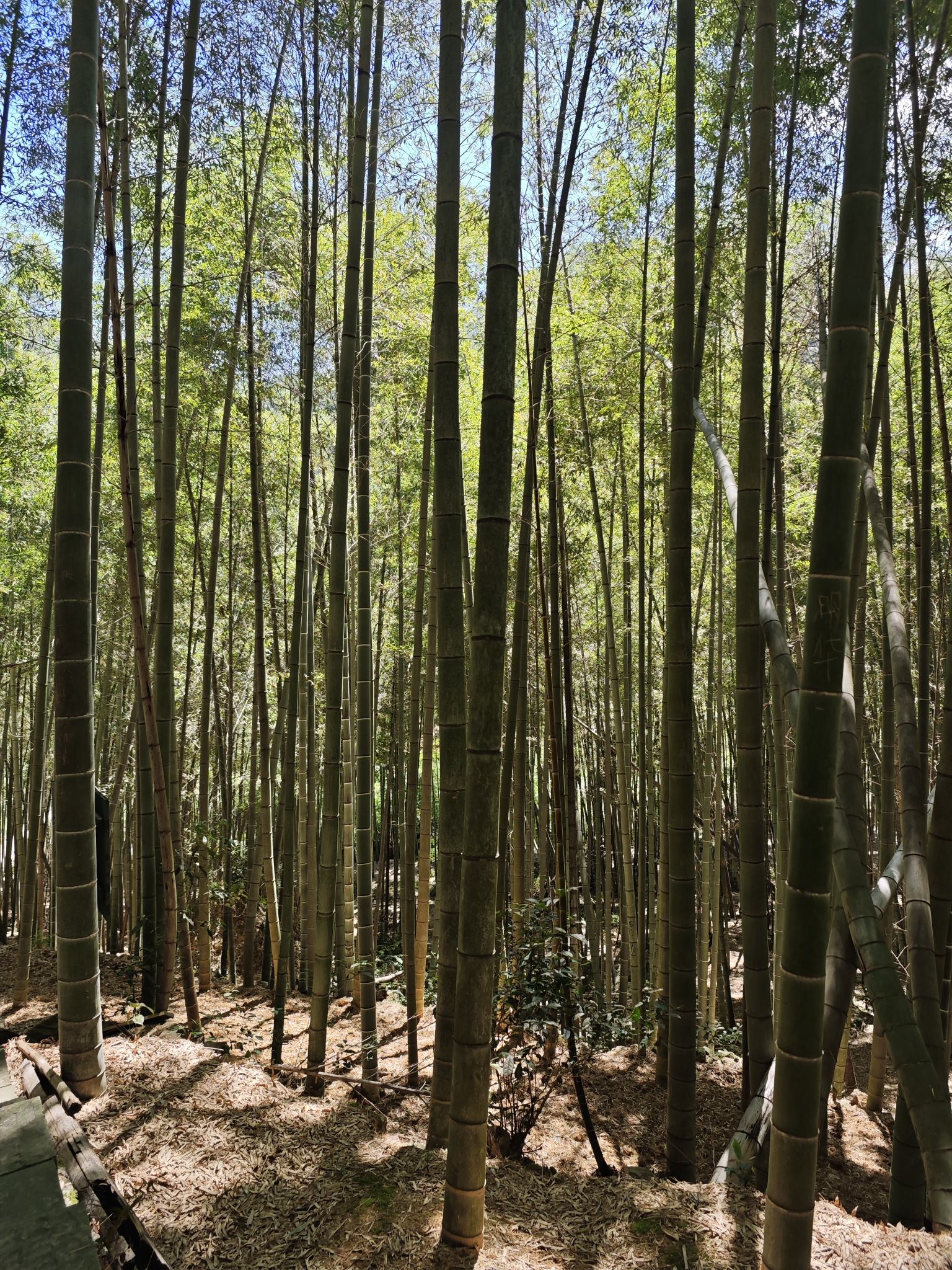 诸葛山风景区旅行图片 1