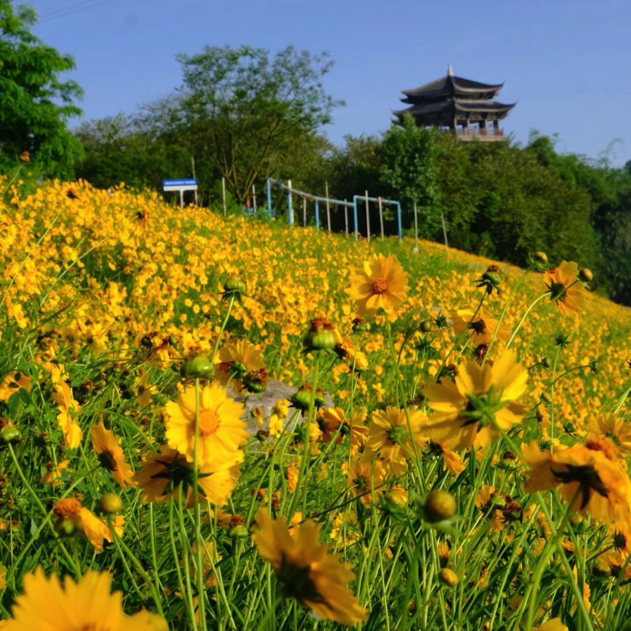 泸州长江湿地公园旅行图片 3