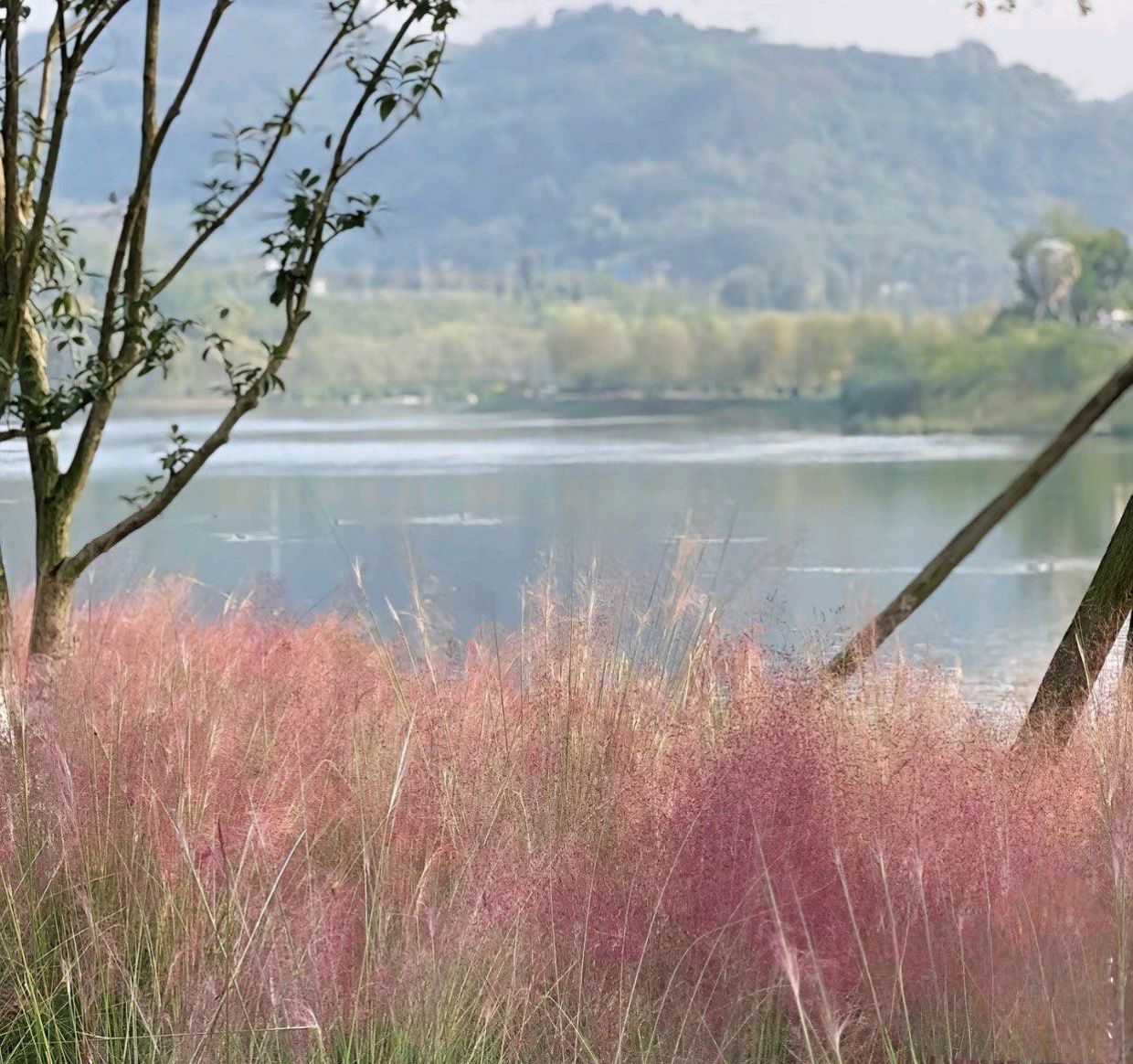 泸州长江湿地公园