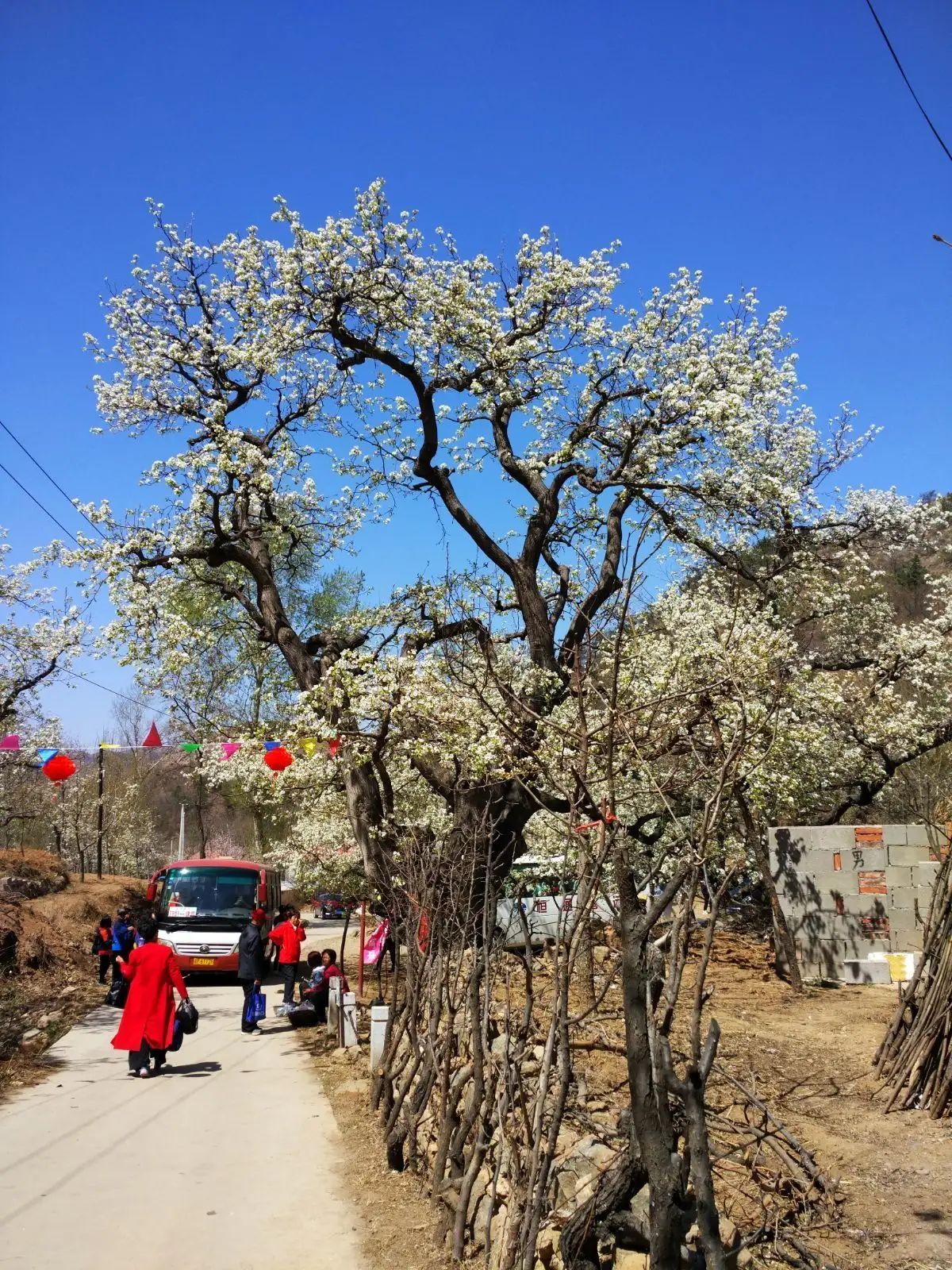 千年梨王旅行图片 2
