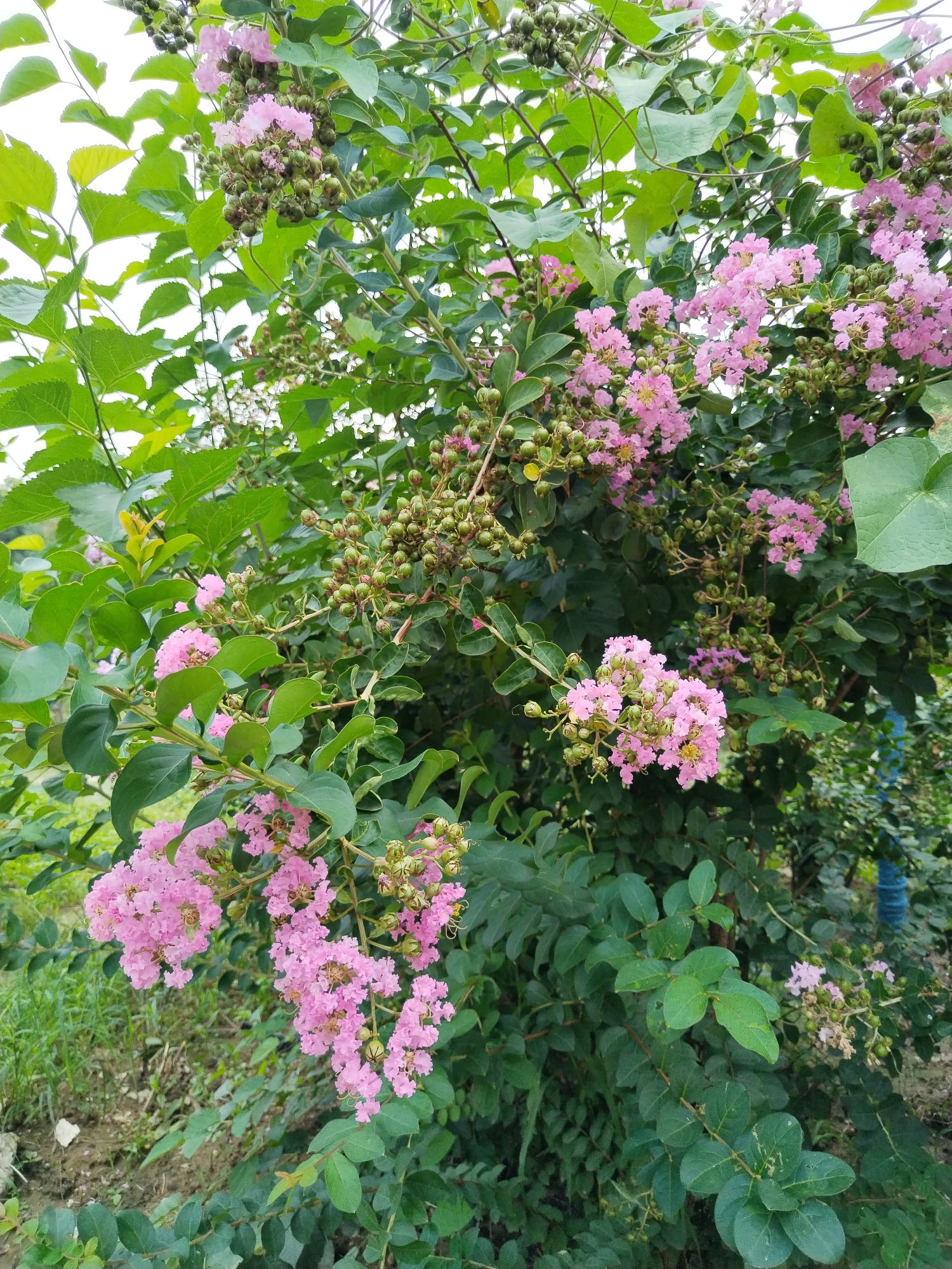 西小马公园旅行图片 1