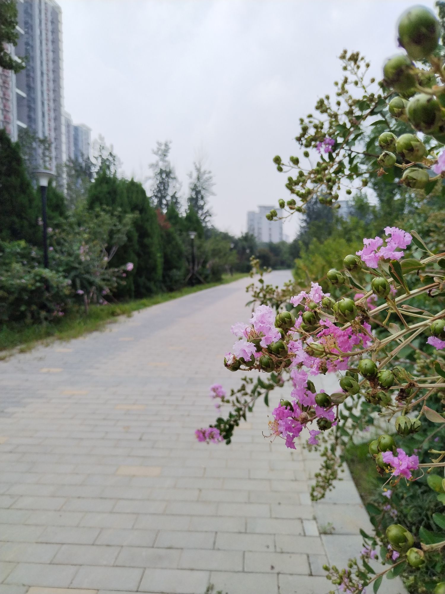 西小马公园旅行图片 2