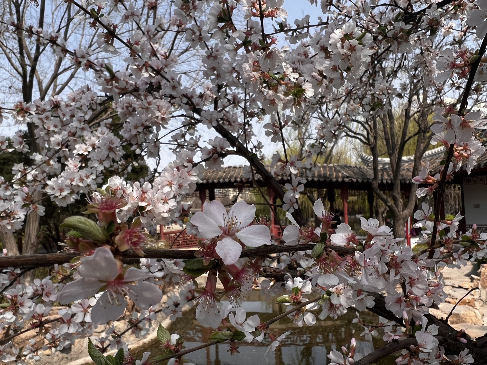 河滨公园-塘沽公园旅行图片 3