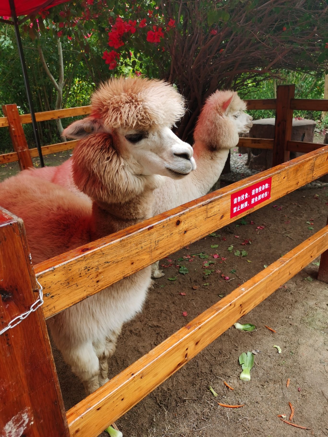 后黄景区旅行图片 2