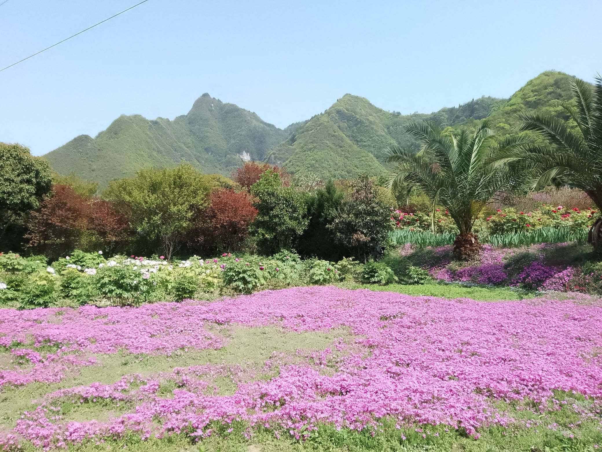 天香贵州牡丹园旅行图片 2