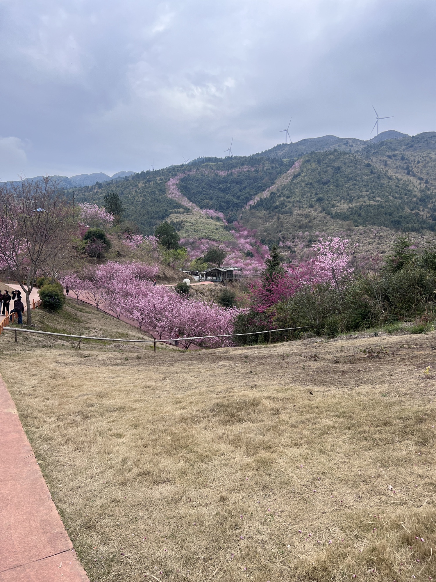 紫云山生态园旅行图片 3