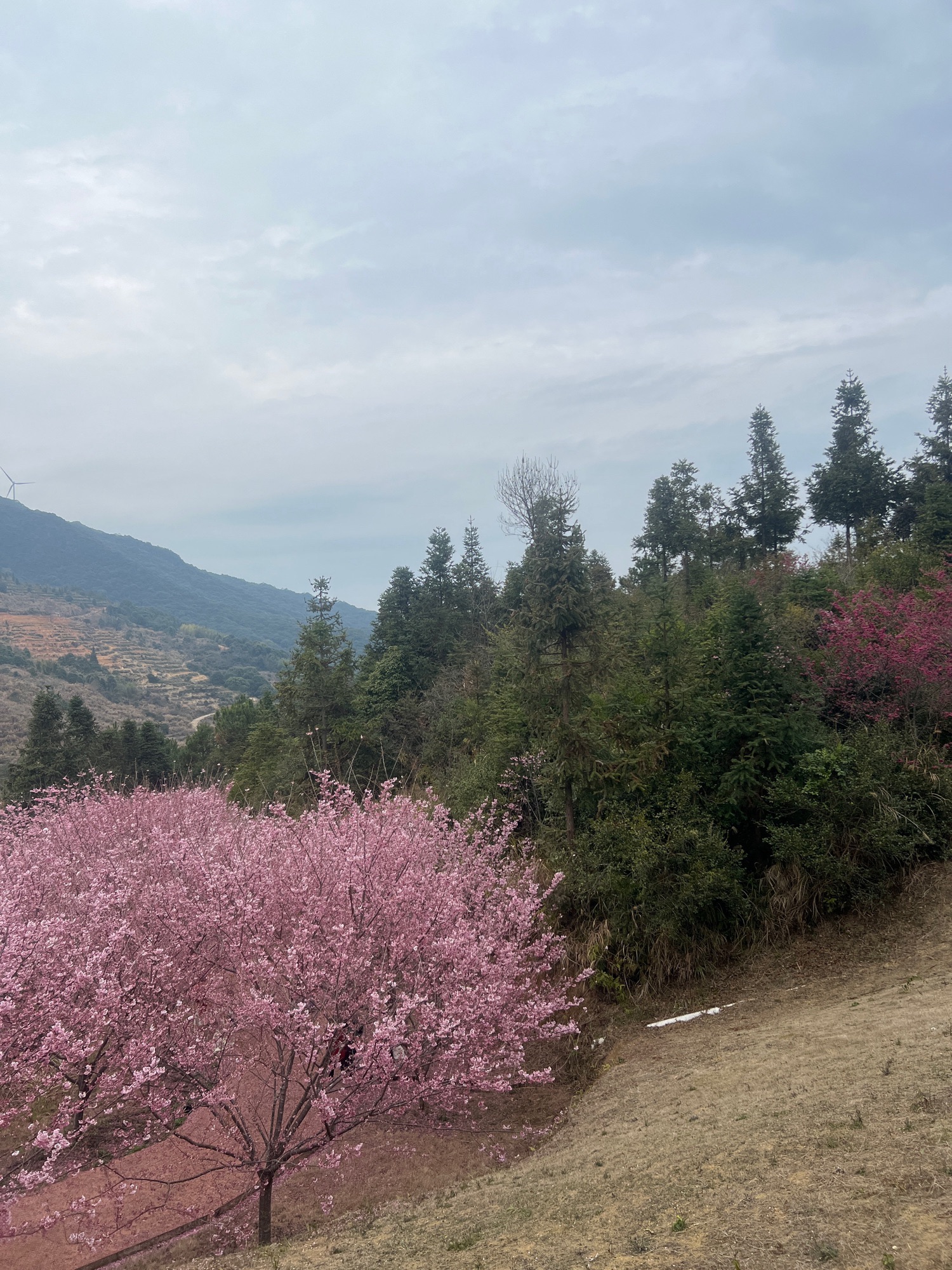 紫云山生态园旅行图片 1