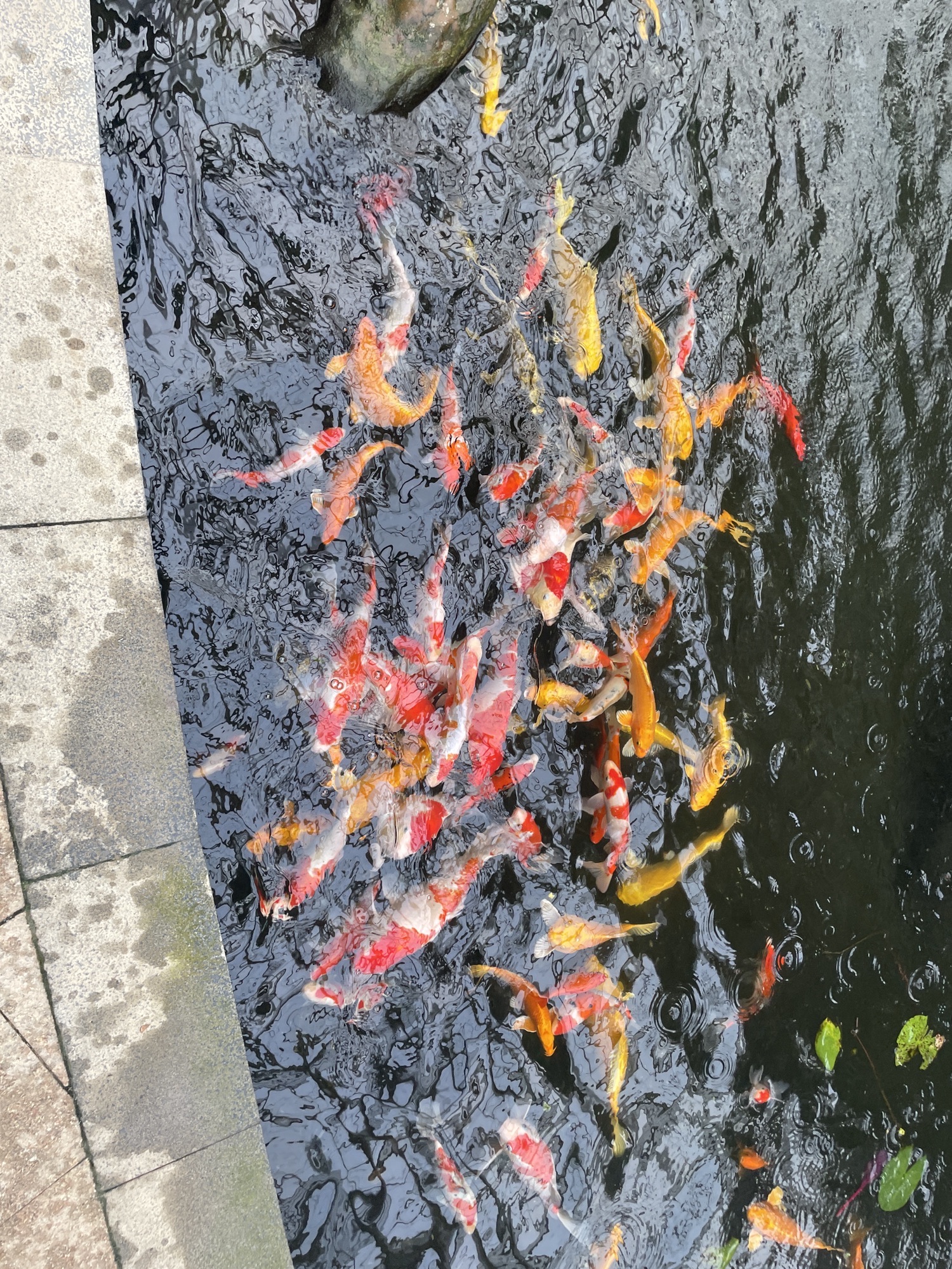 神农文化公园旅行图片 2