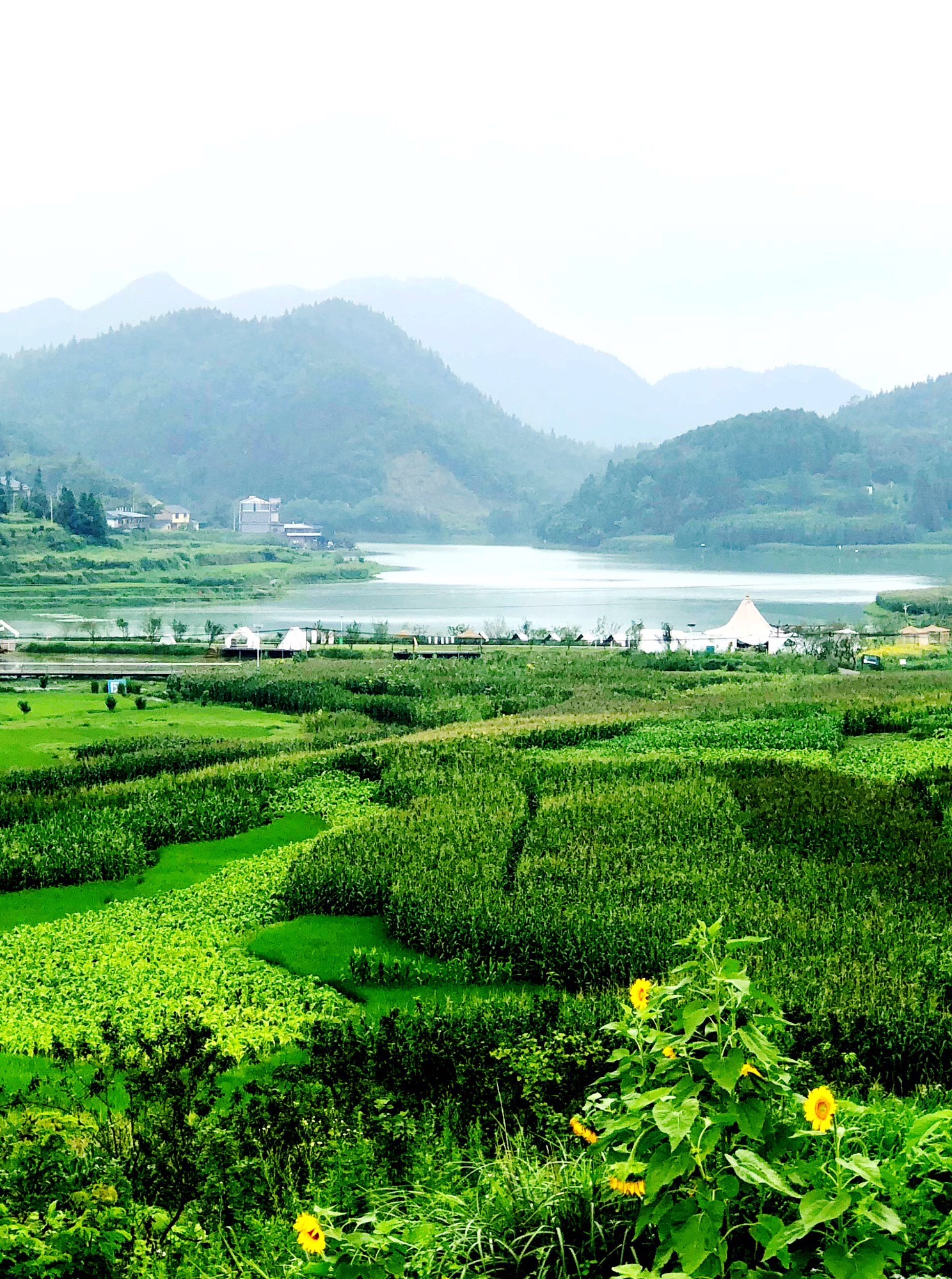 仙草湖旅行图片 2