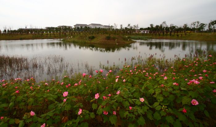 红豆湿地公园旅行图片