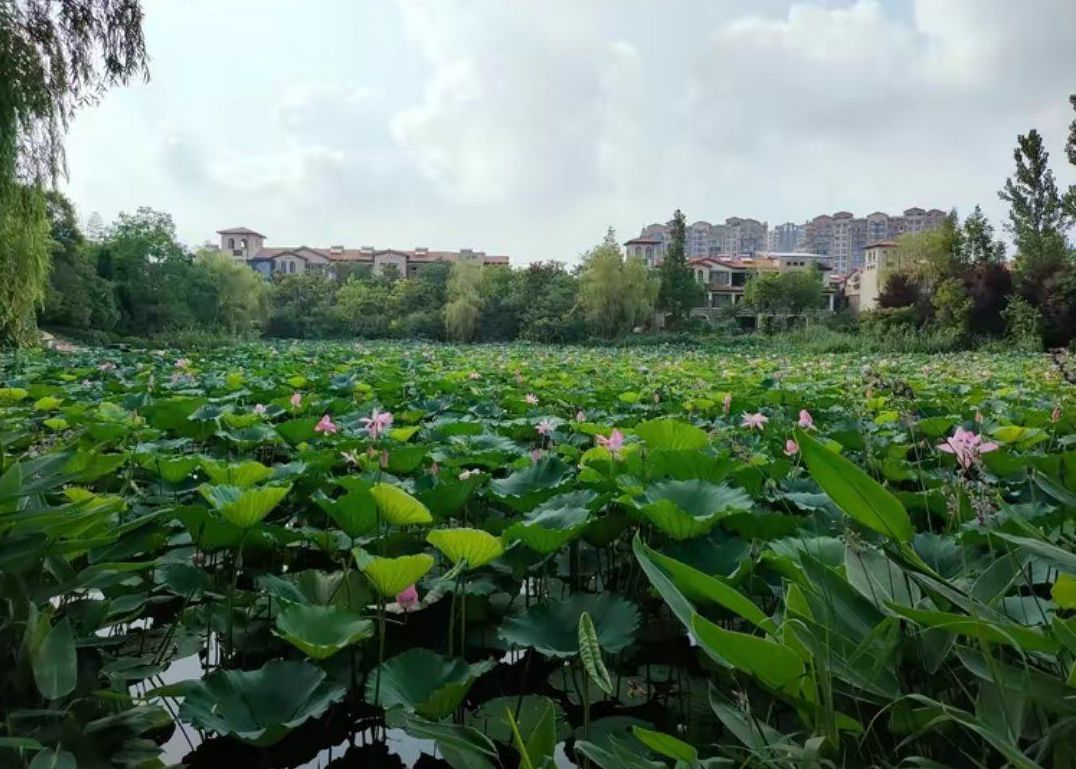 红豆湿地公园旅行图片 2