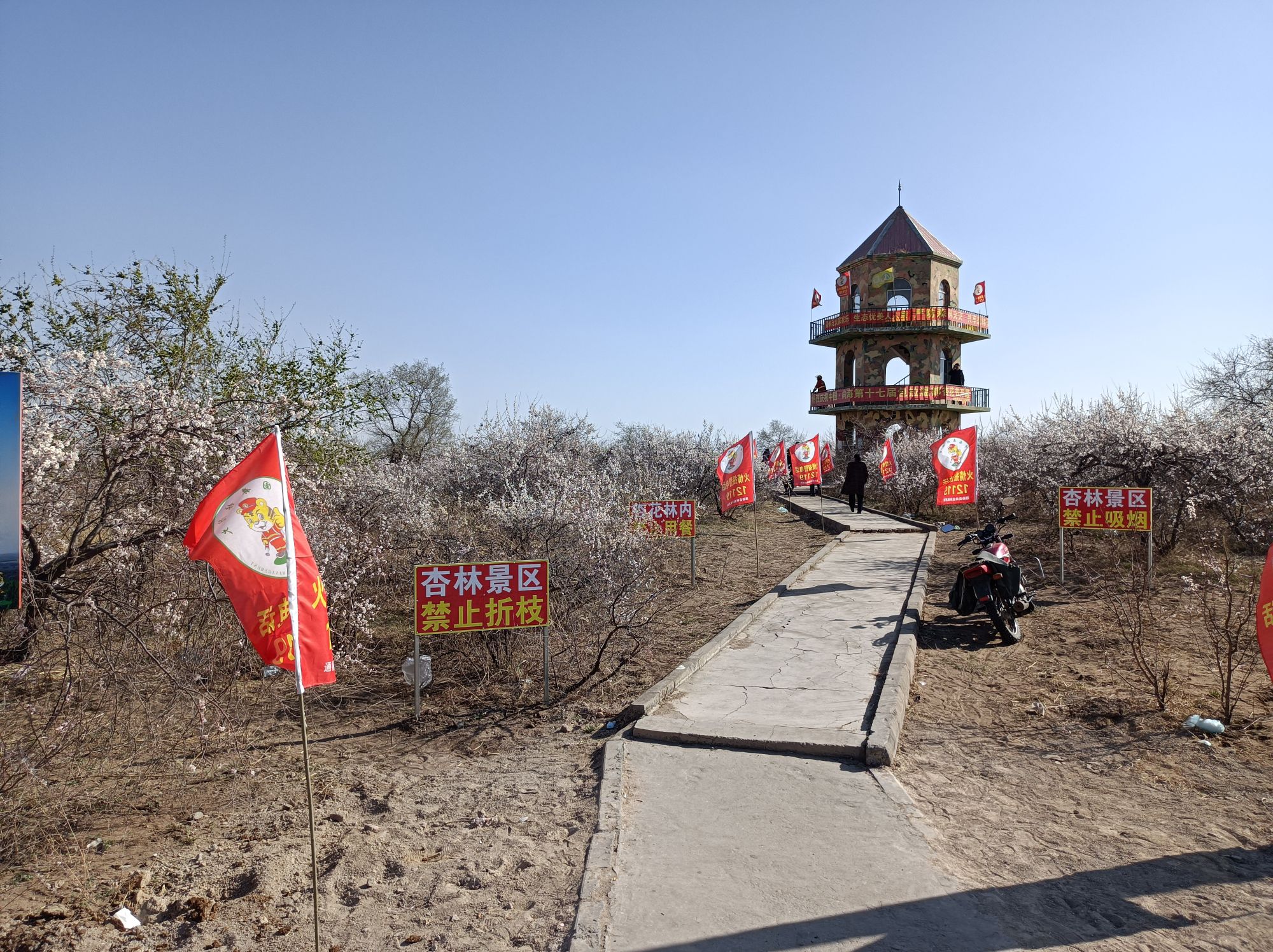 万亩杏花林景区旅行图片 2