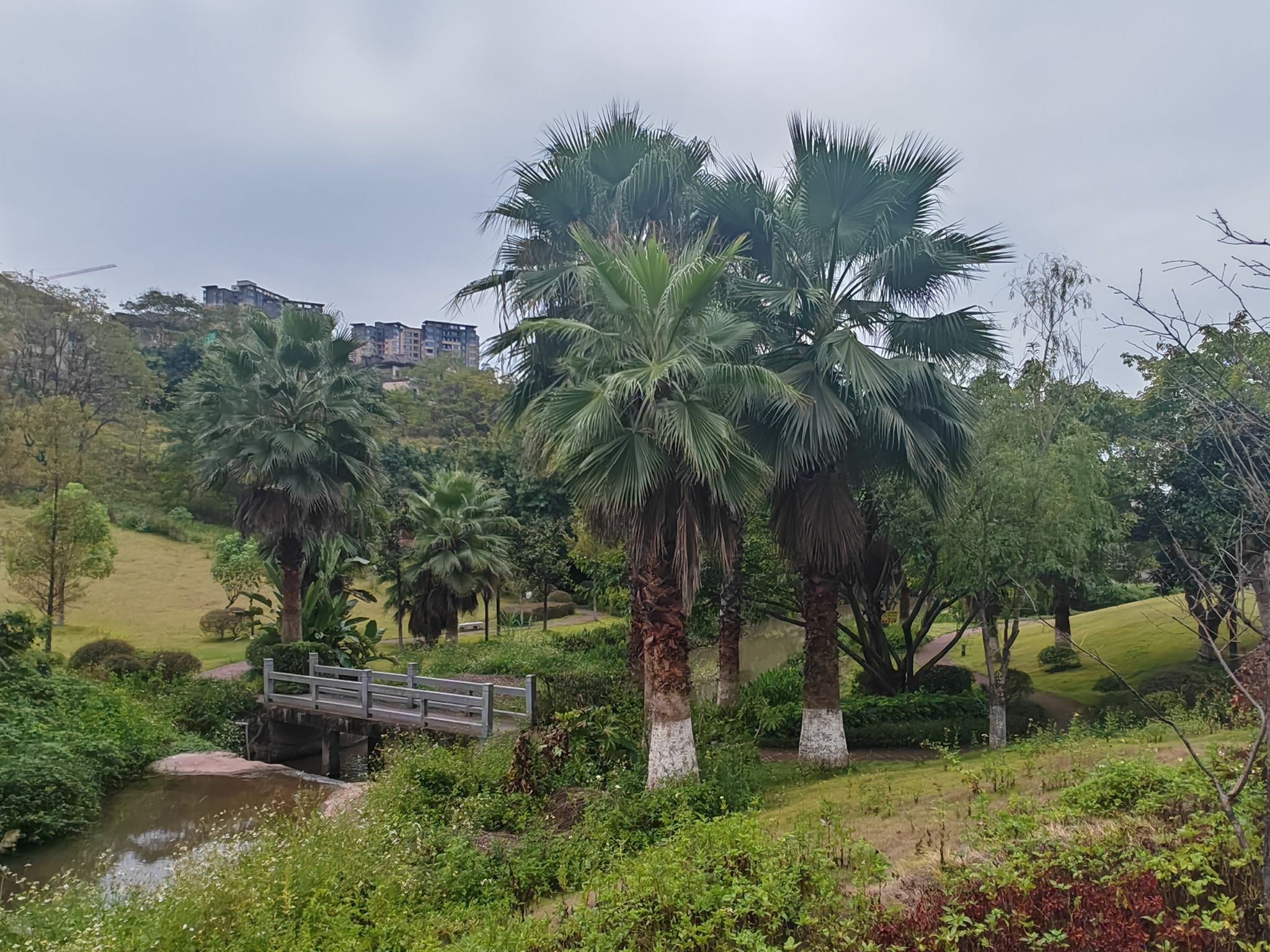 江津圣泉湖公园旅行图片 2