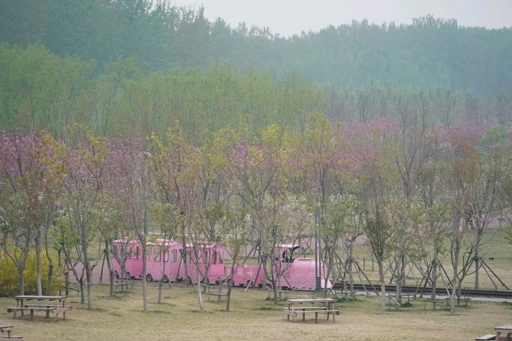 樱花公园旅行图片 1