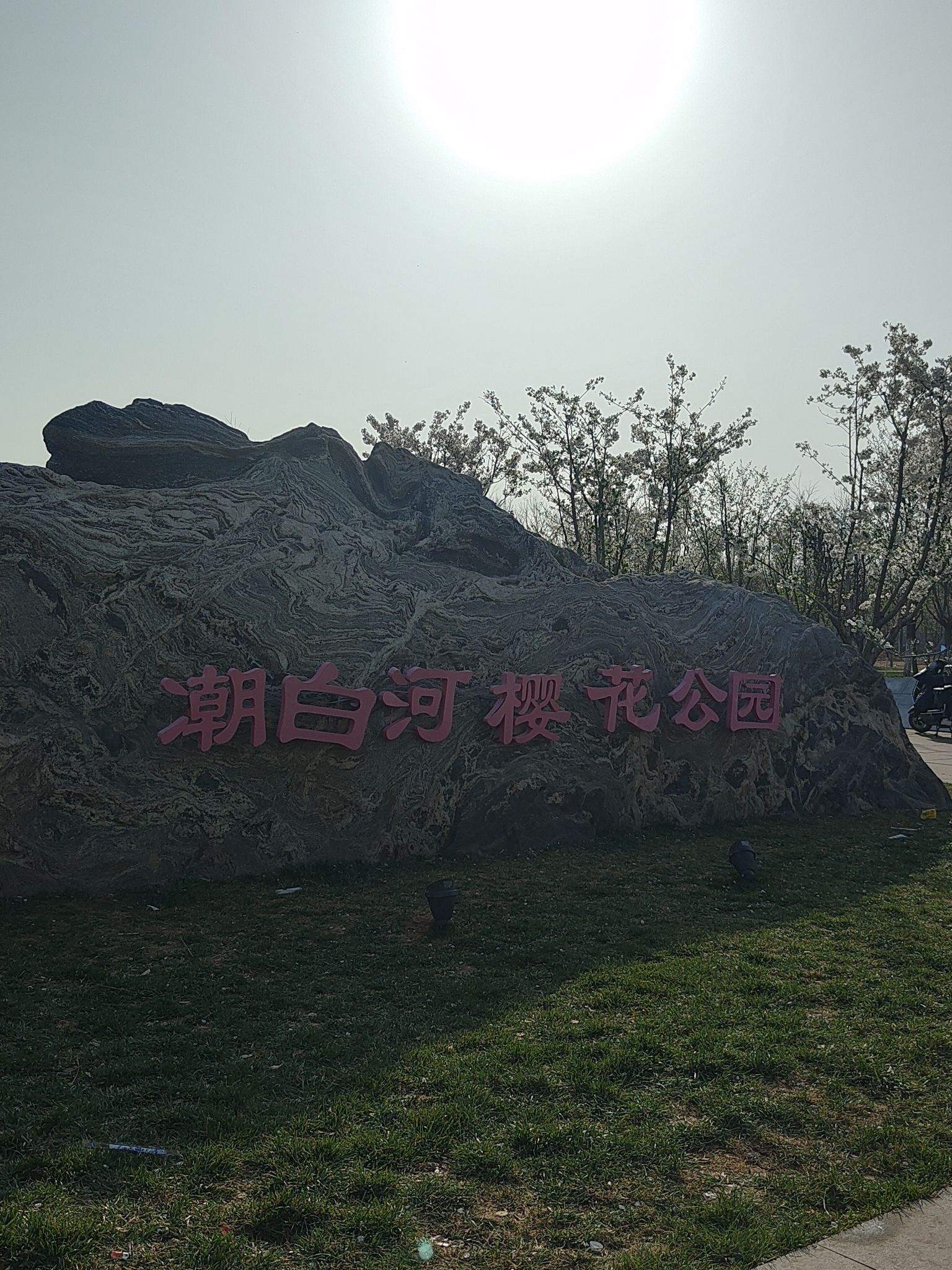 樱花公园旅行图片 1