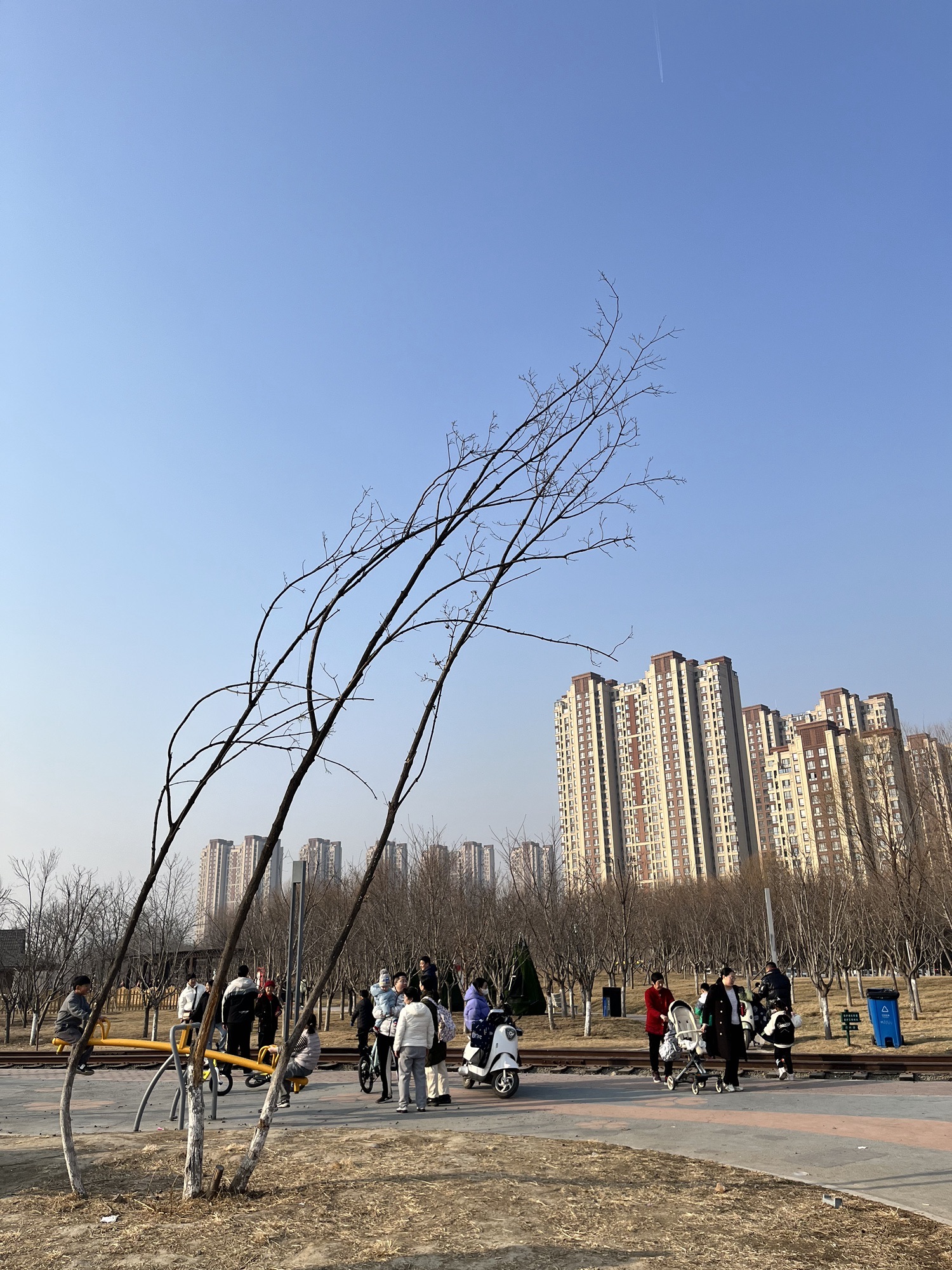 樱花公园旅行图片 3