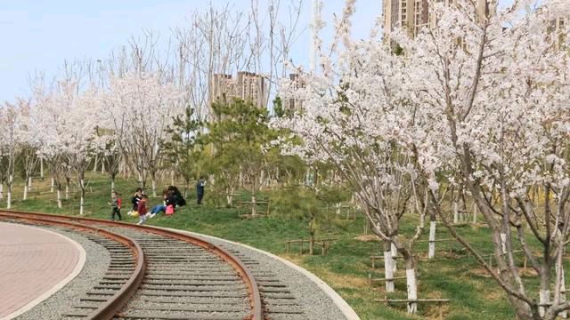 樱花公园旅行图片 3