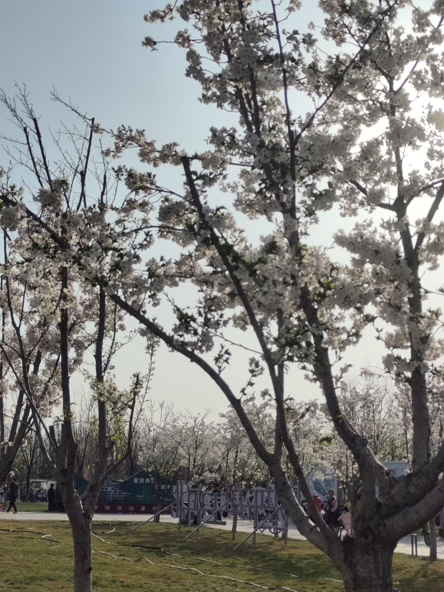 樱花公园旅行图片 2