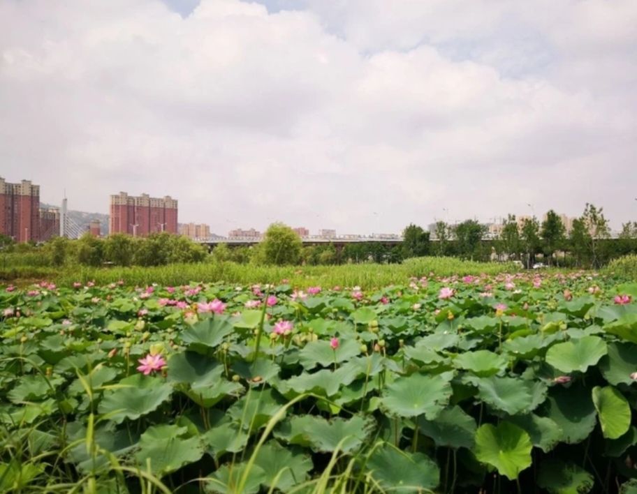 老鼋塘湿地公园旅行图片 3