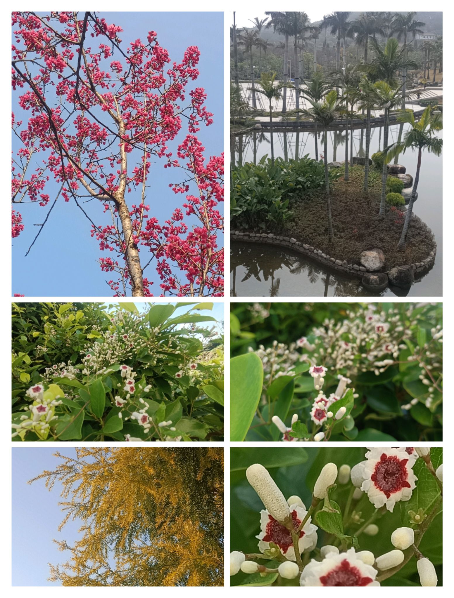福清市华侨公园旅行图片 2