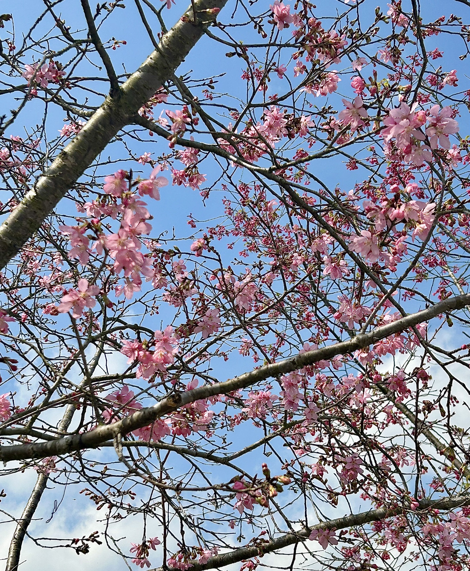 大竹樱花虹景区旅行图片 3