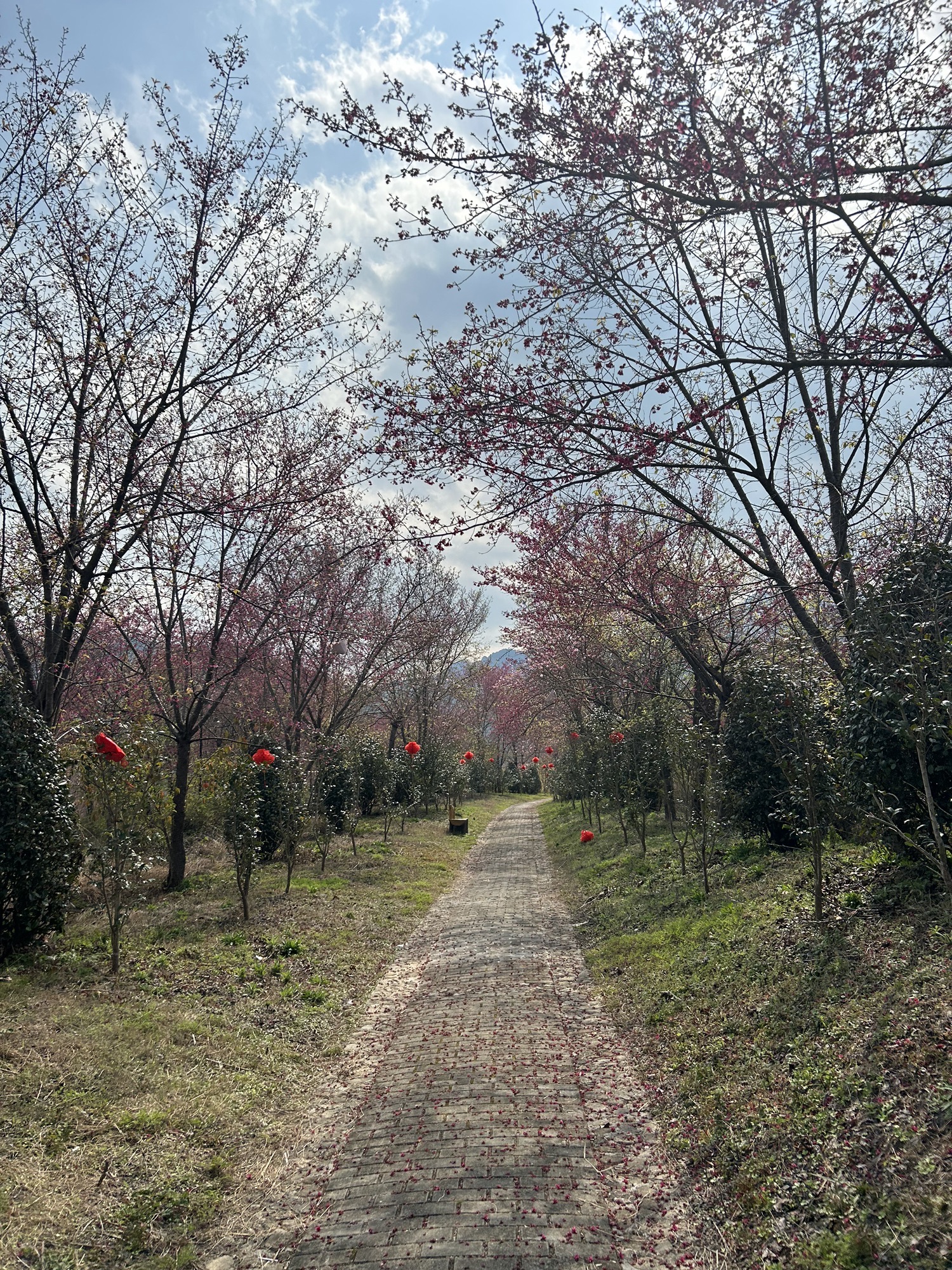 大竹樱花虹景区旅行图片 2