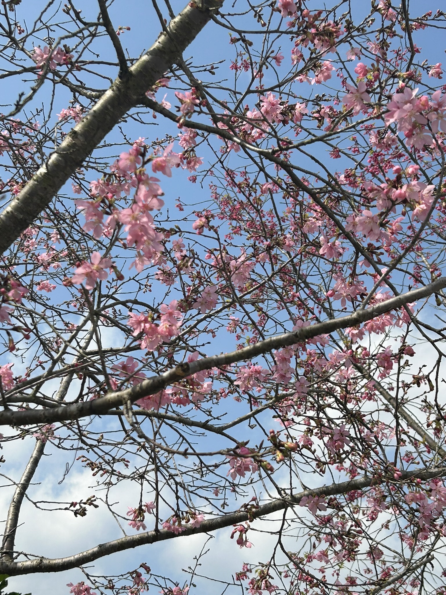 大竹樱花虹景区旅行图片 1