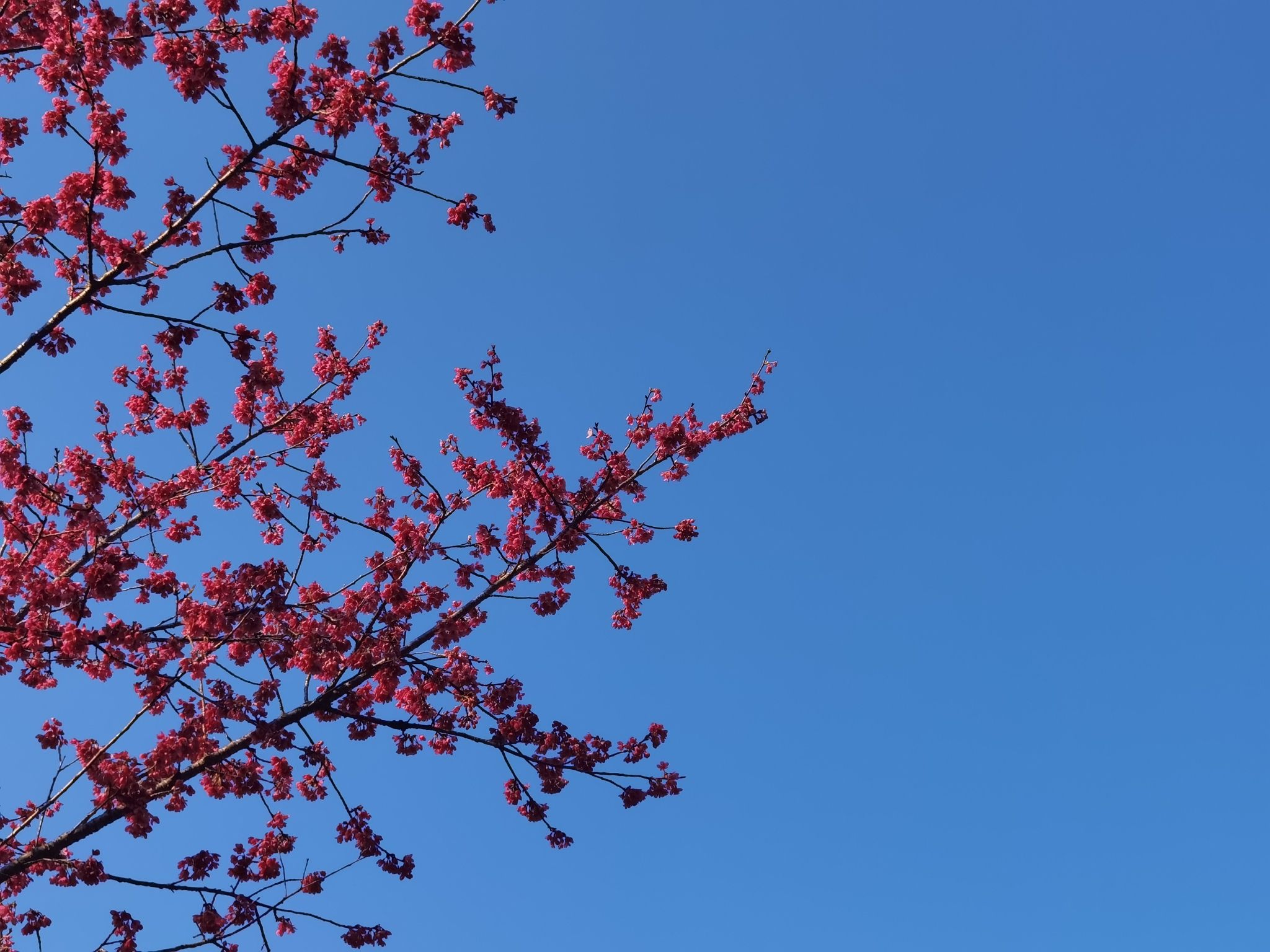 大竹樱花虹景区旅行图片 1