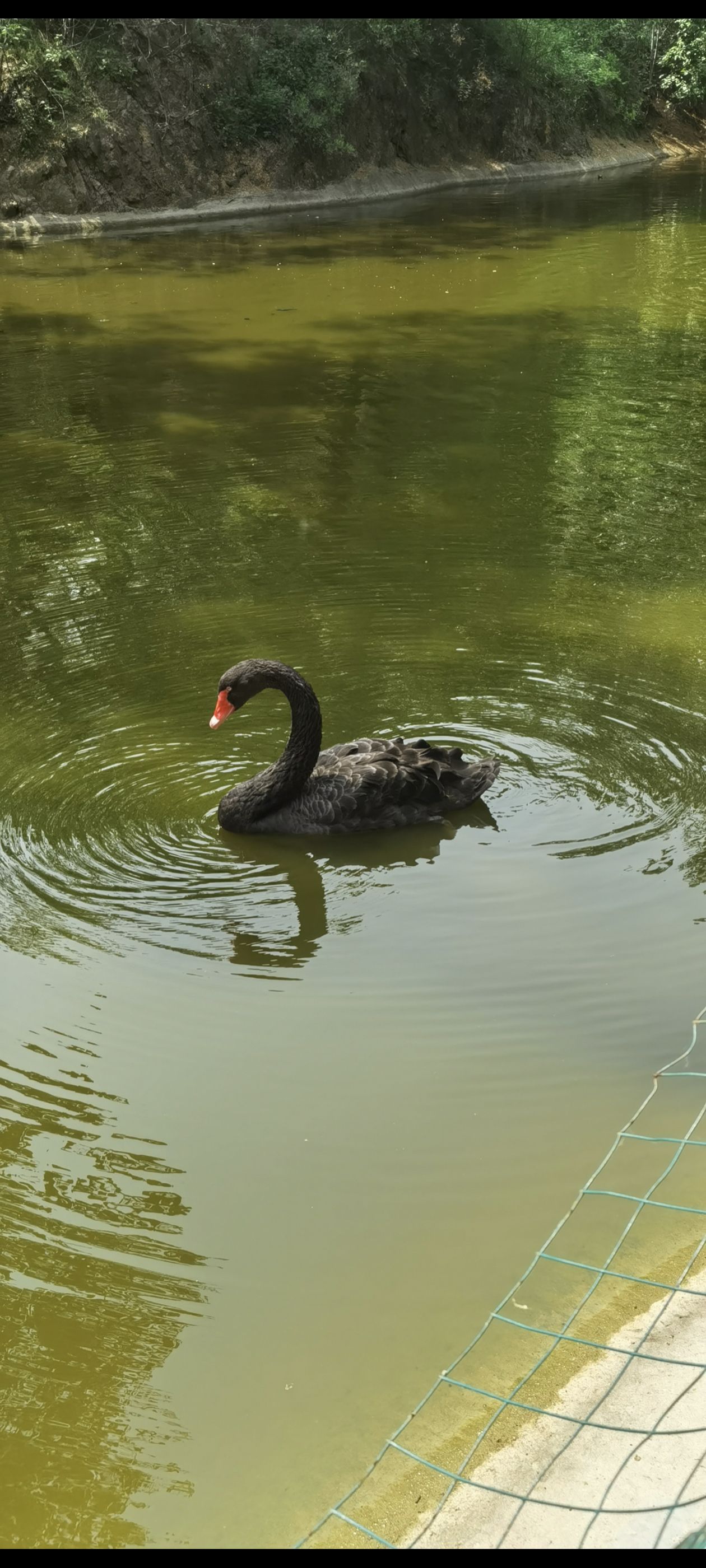 龙吟湖国家湿地公园旅行图片 3