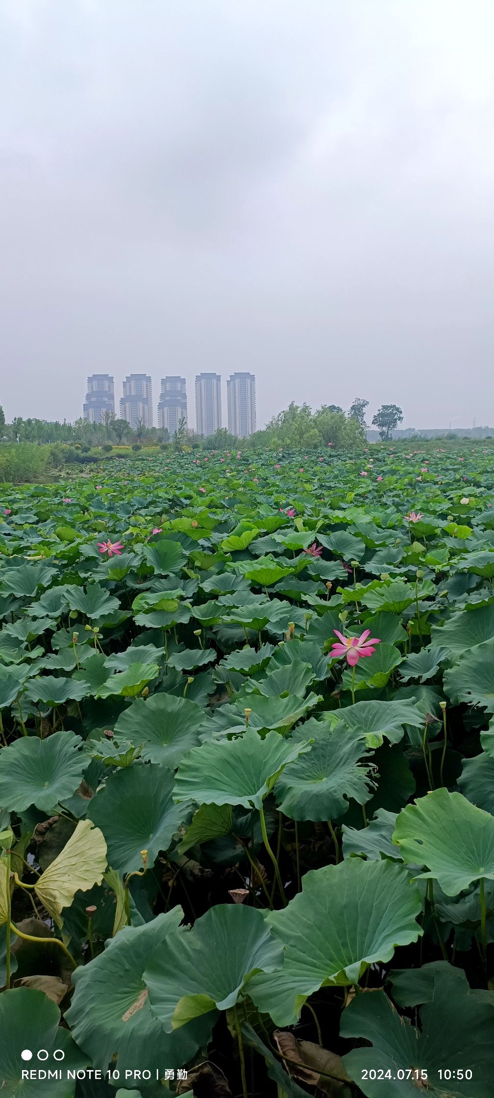 龙吟湖国家湿地公园旅行图片 2