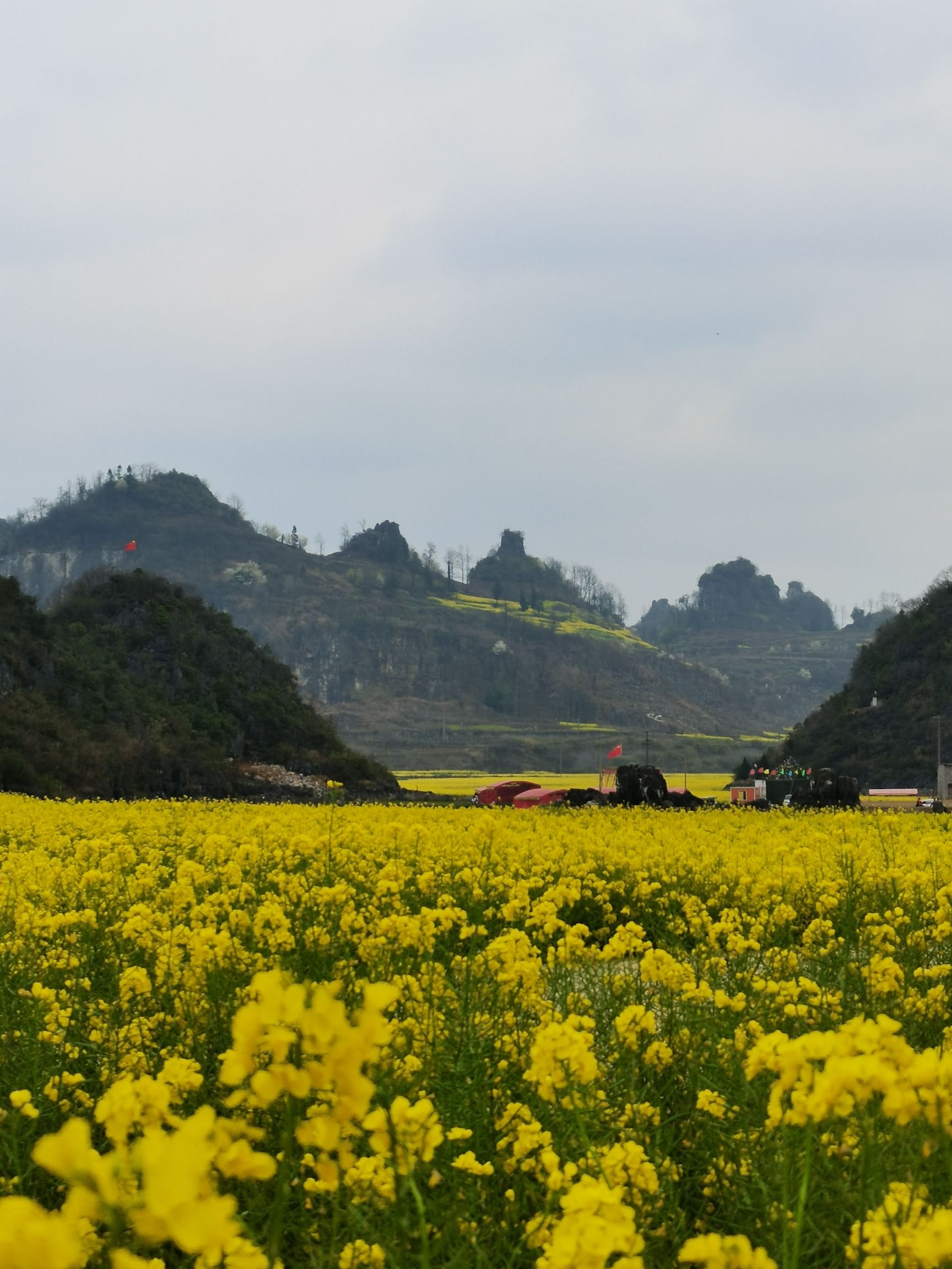 油菜花景区旅行图片 1