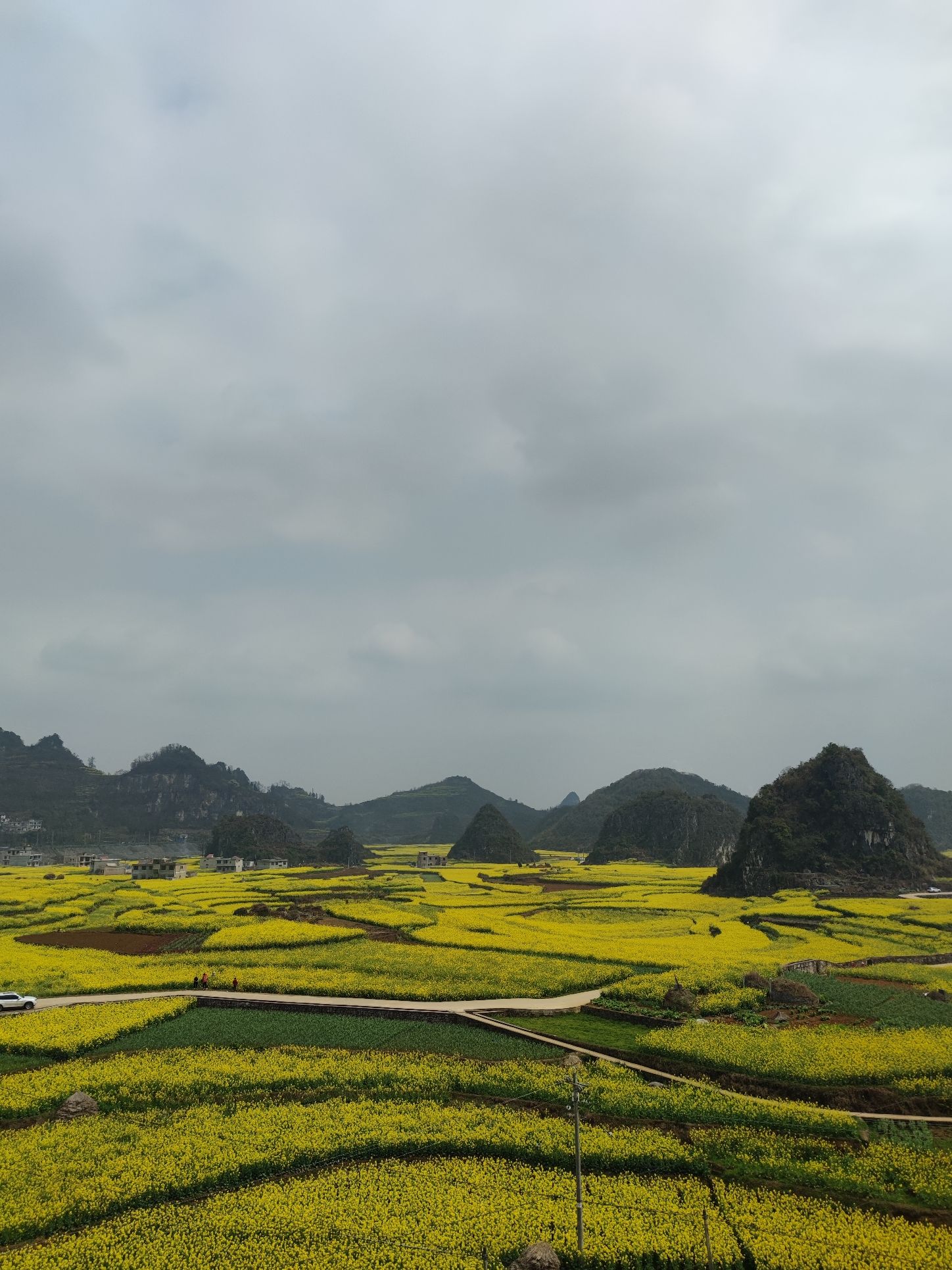 油菜花景区旅行图片 3