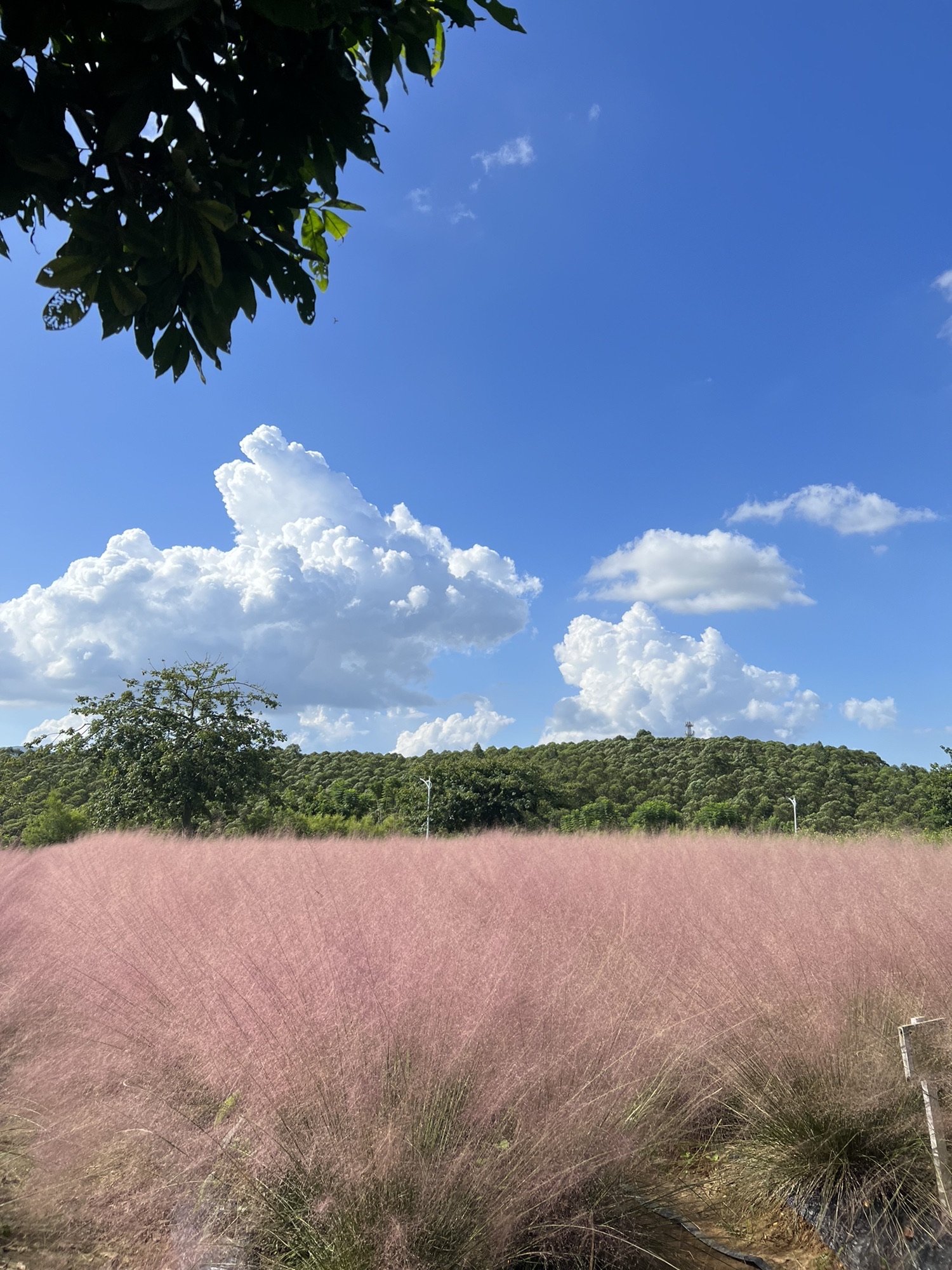 香草地风景区旅行图片 1