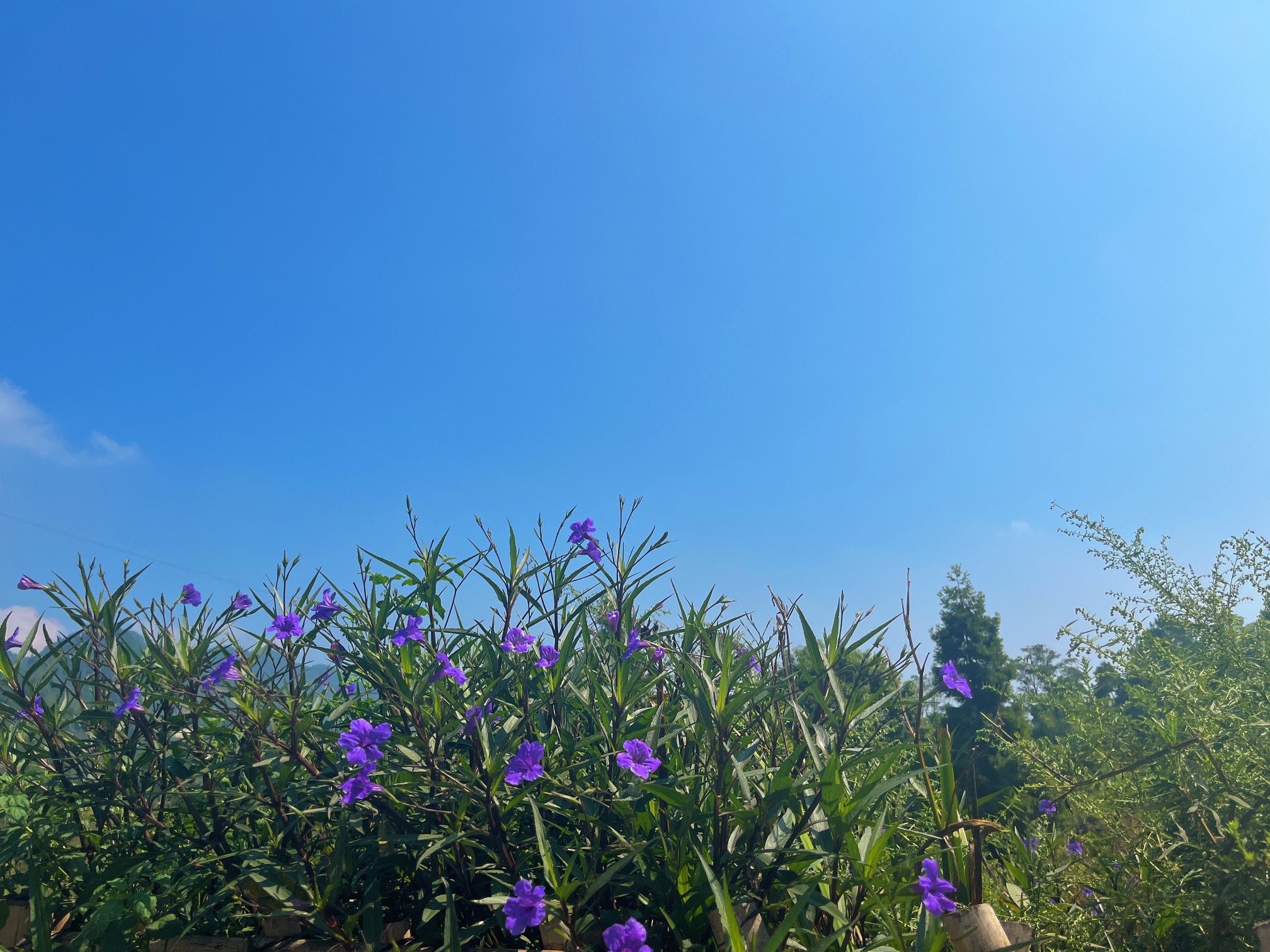 綦江帝岭云湖高山森林度假公园旅行图片 1