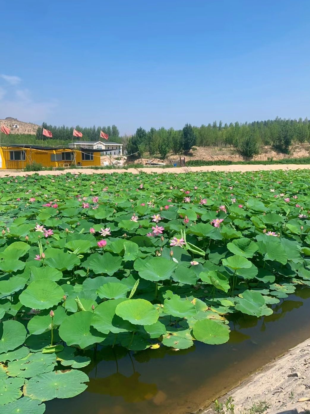 心景花海旅行图片 2