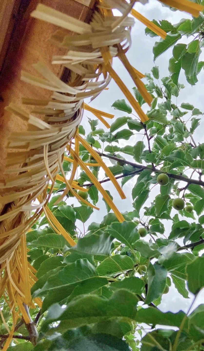 心景花海旅行图片 2