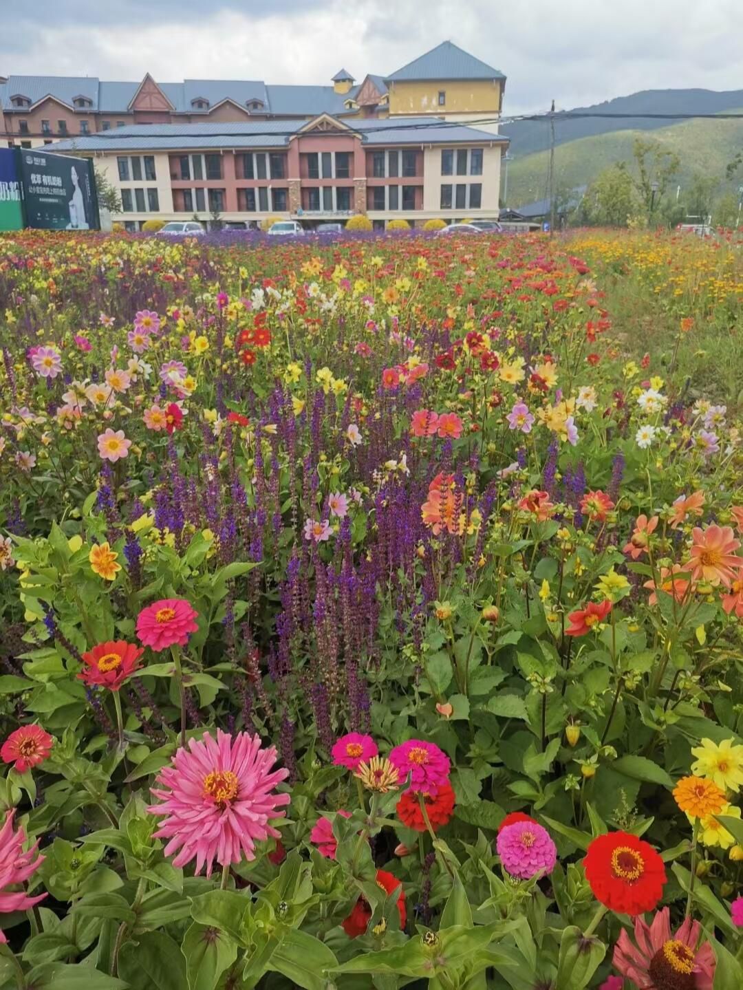 心景花海旅行图片 3