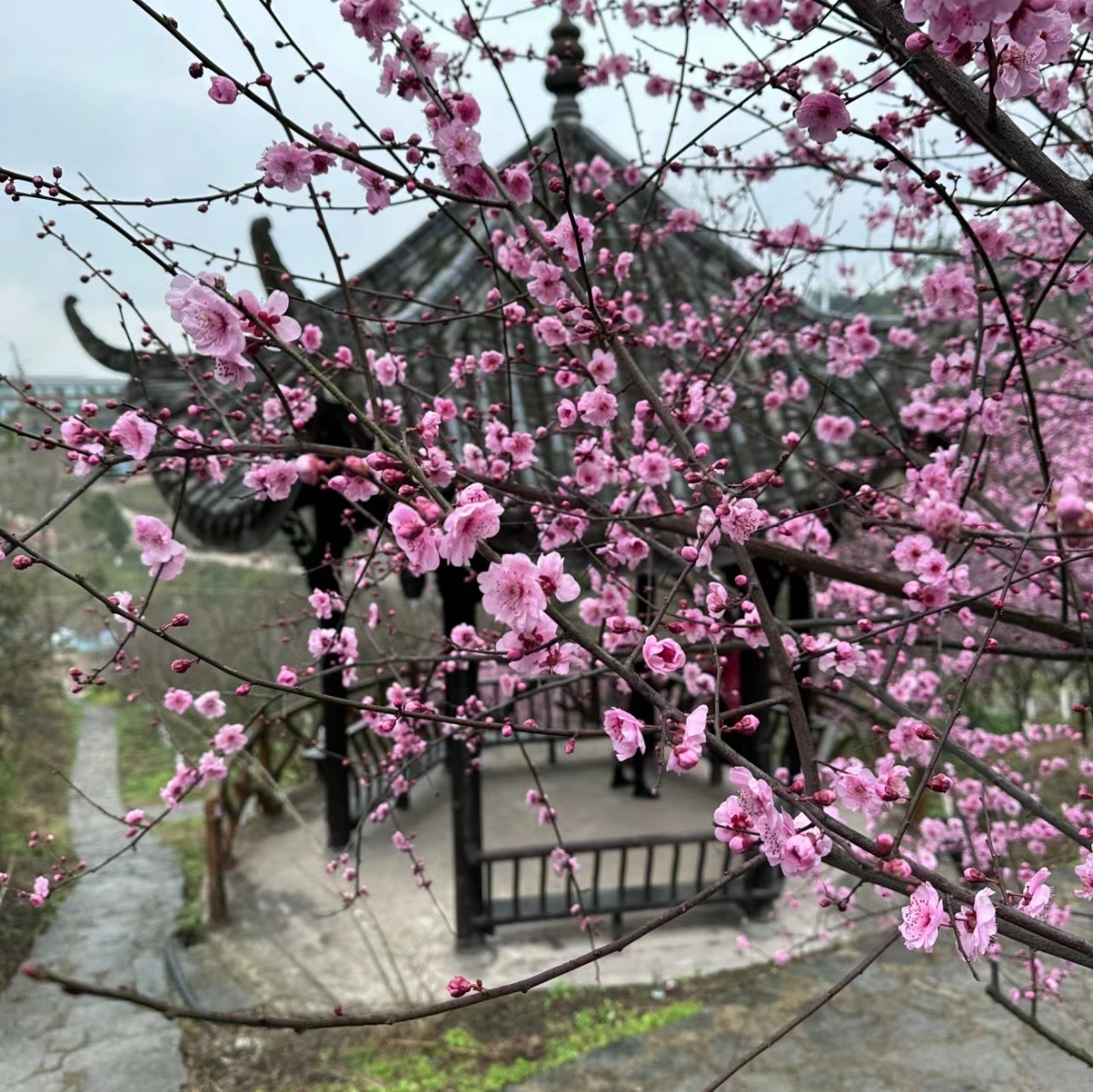 红岭溪谷旅行图片 3